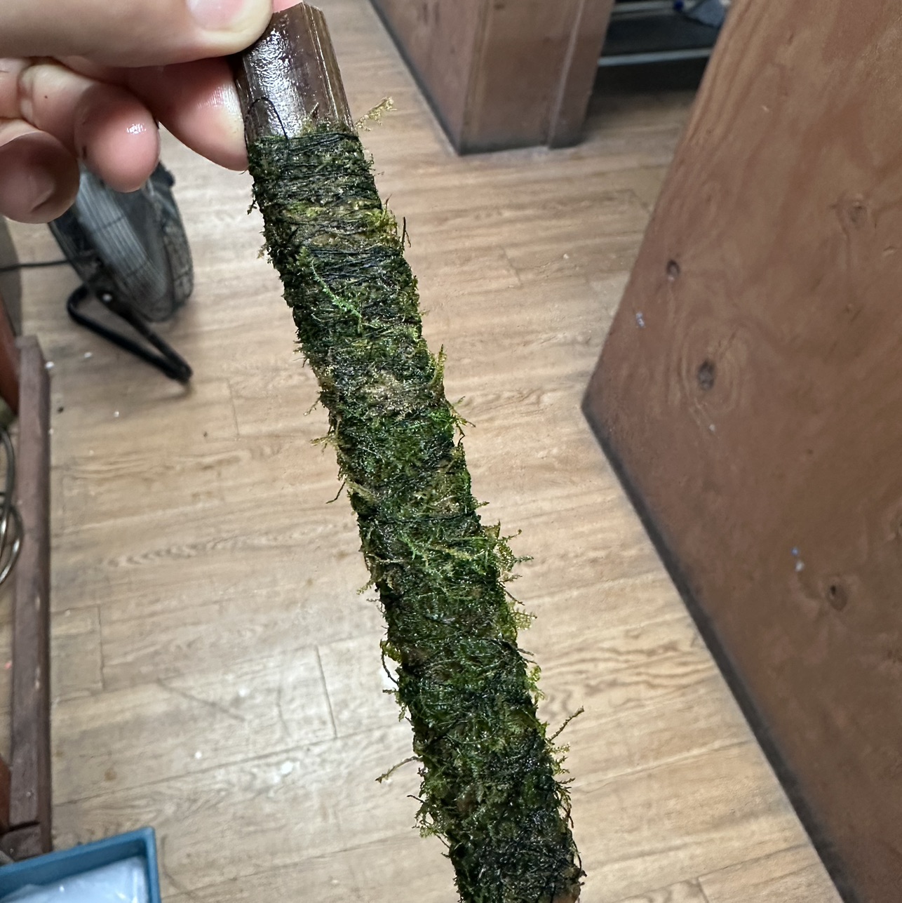 Freshwater Aquarium Plants: Java Moss Bamboo Stick for Aquariums