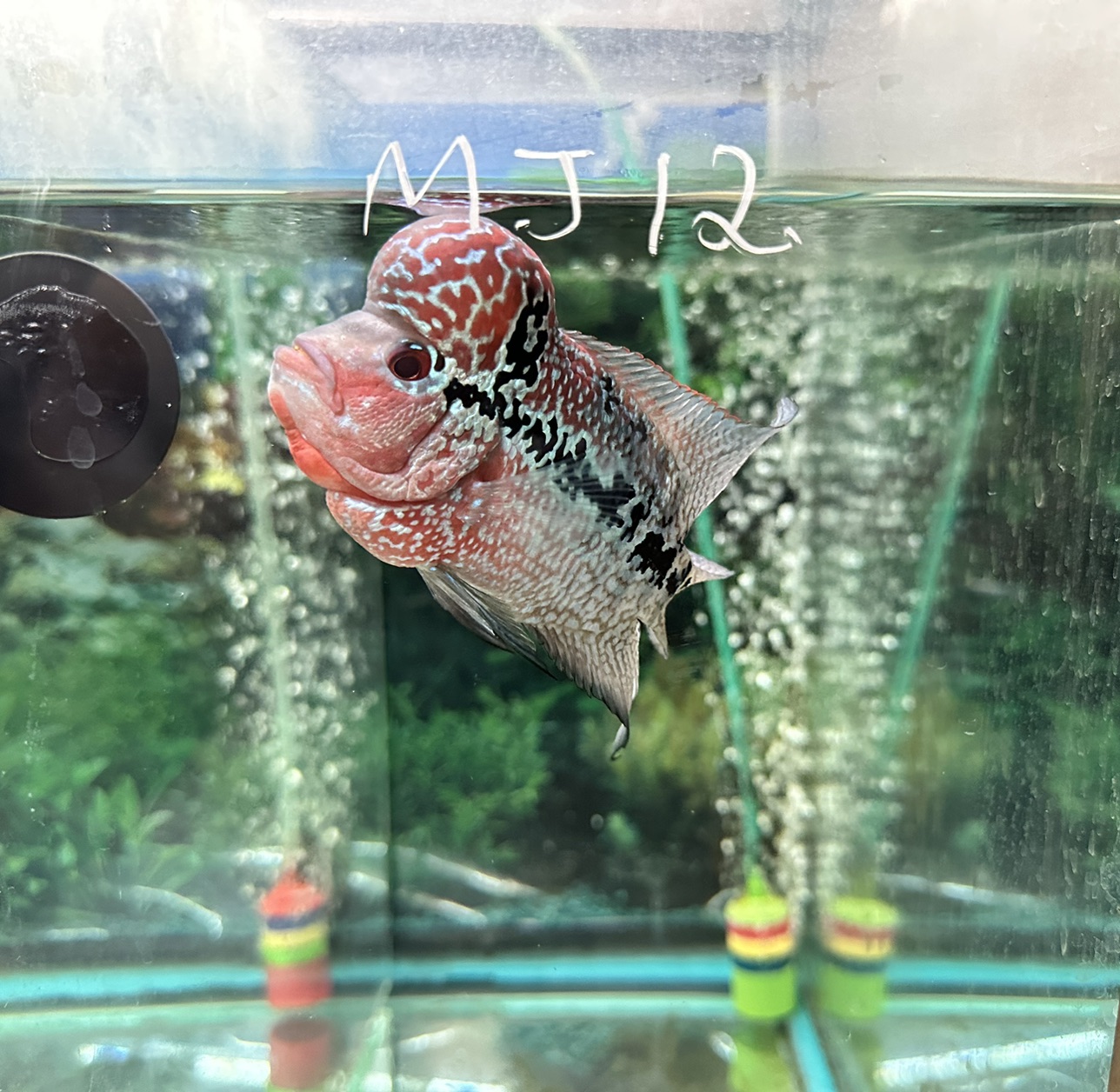 J―fish Hybrid Cichids: Fader SRD ZZ Flowerhorn - MJ-20