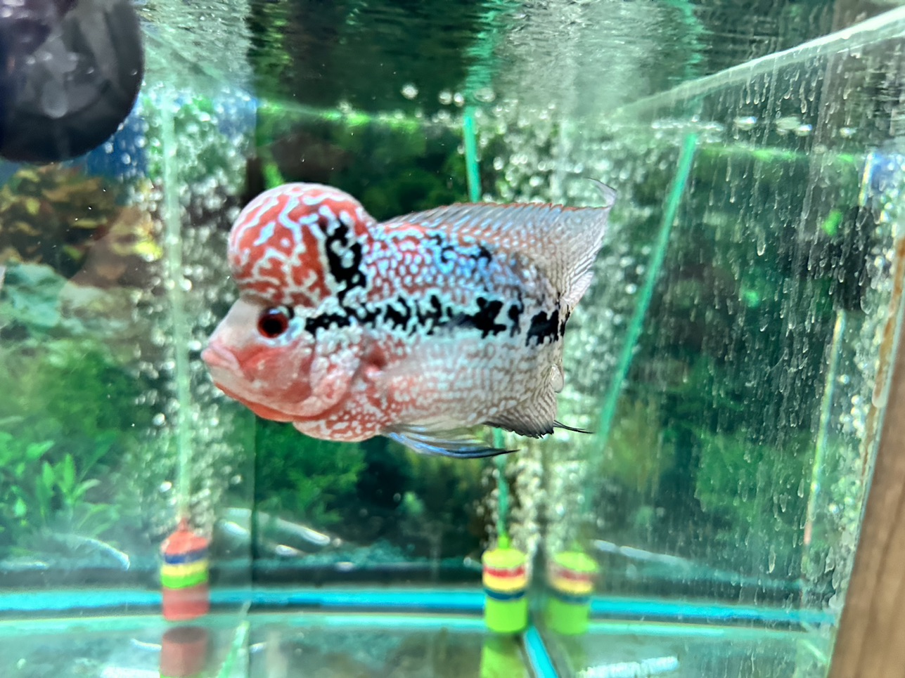 Hybrid Cichids: SRD ZZ Flowerhorn - MJ-12