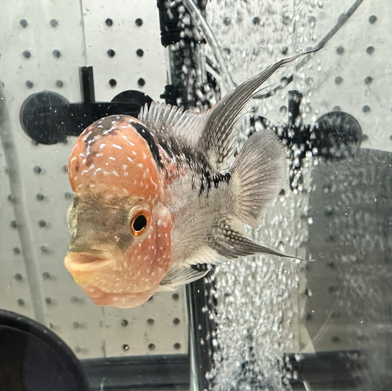 Hybrid Cichids: Fader SRD ZZ Flowerhorn - MJ-17