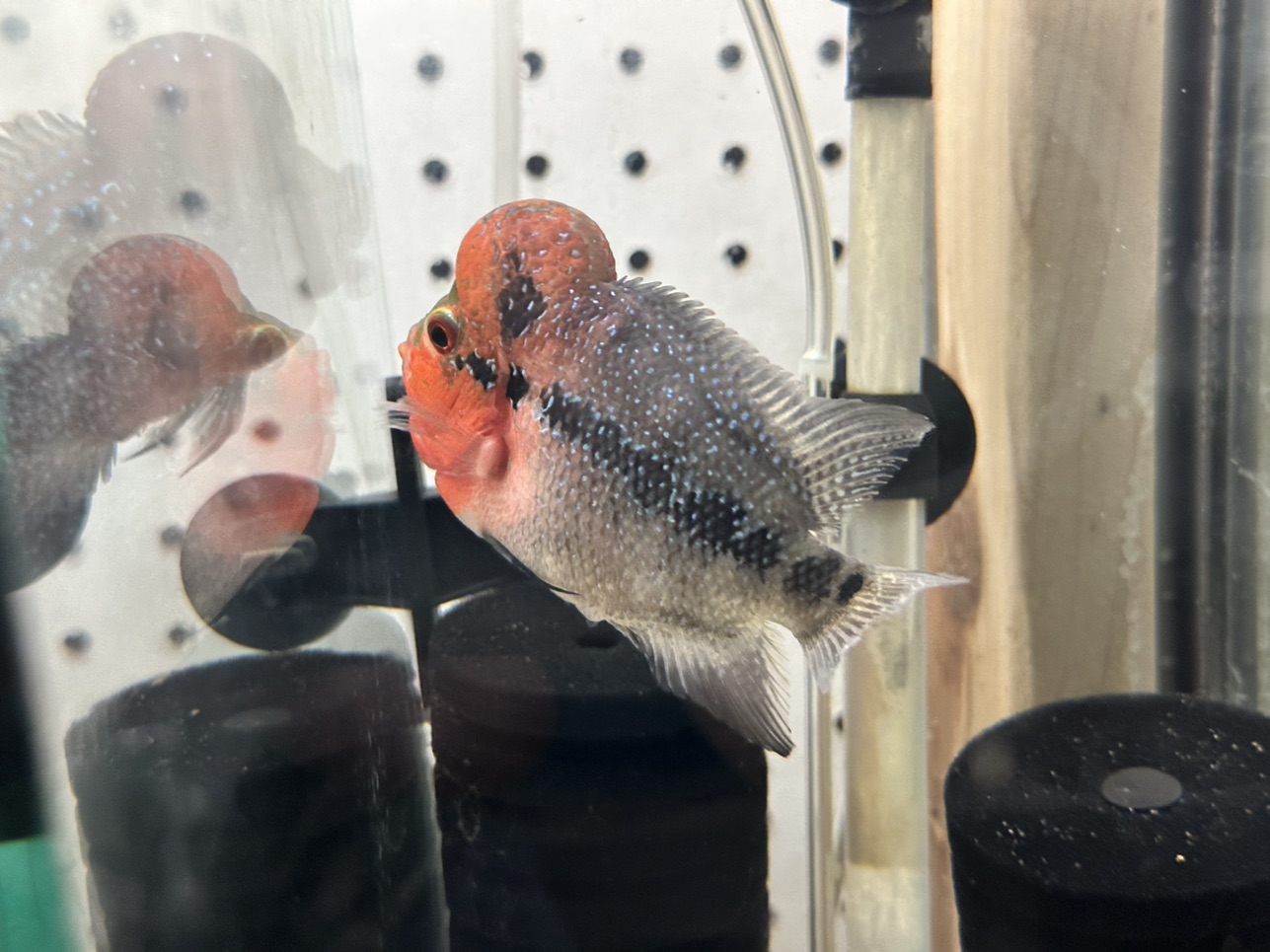 Hybrid Cichids Fader SRD ZZ Flowerhorn MJ20