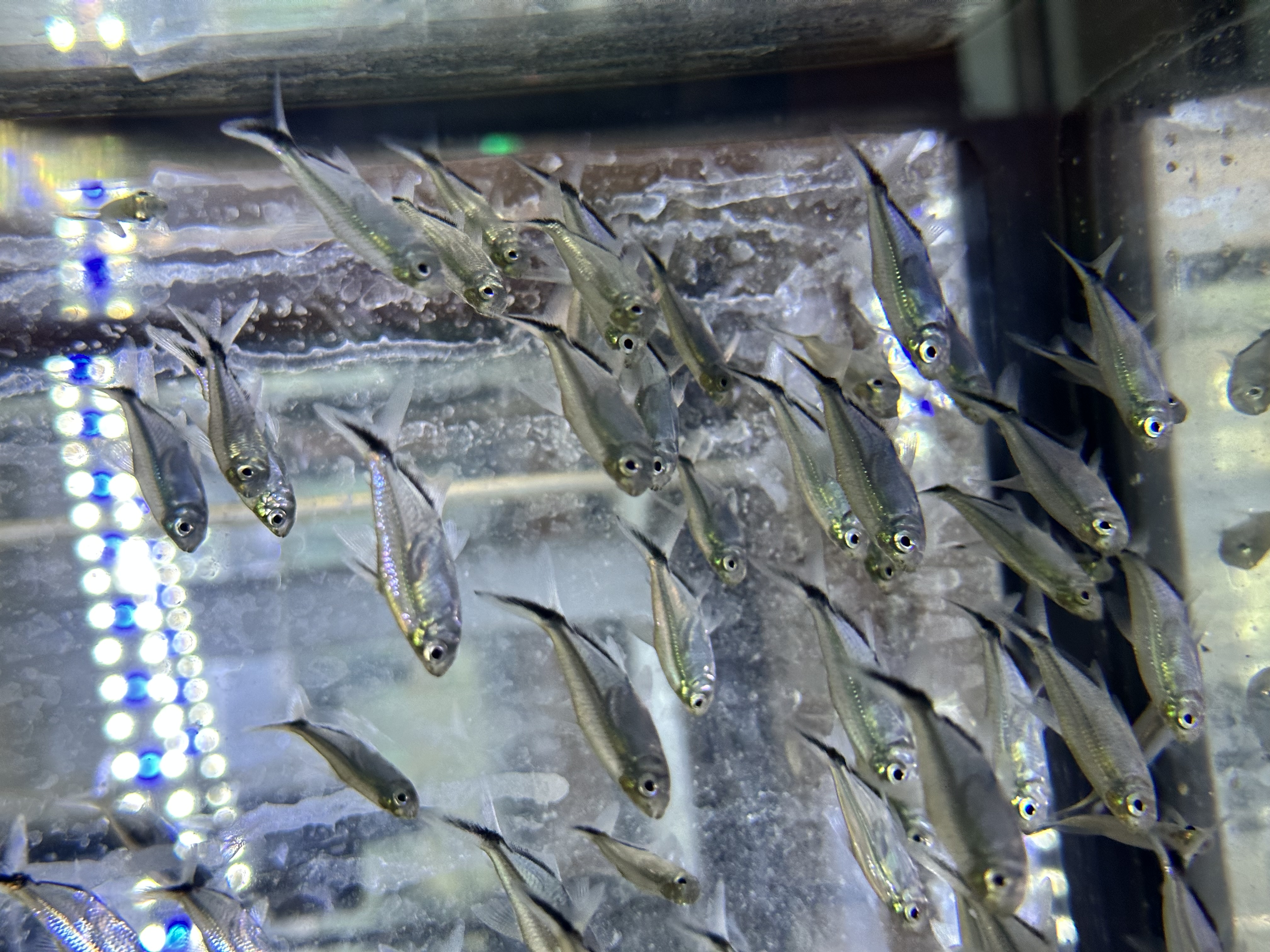 Buy Black Line Tail Tetra (Gymnocorymbus thayeri) | Elegant
