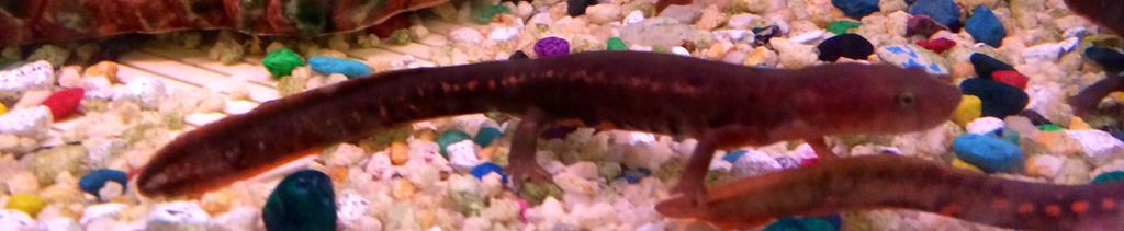 Amphibians For Sale: Paddle-Tail Newt, Pachytriton labiatus