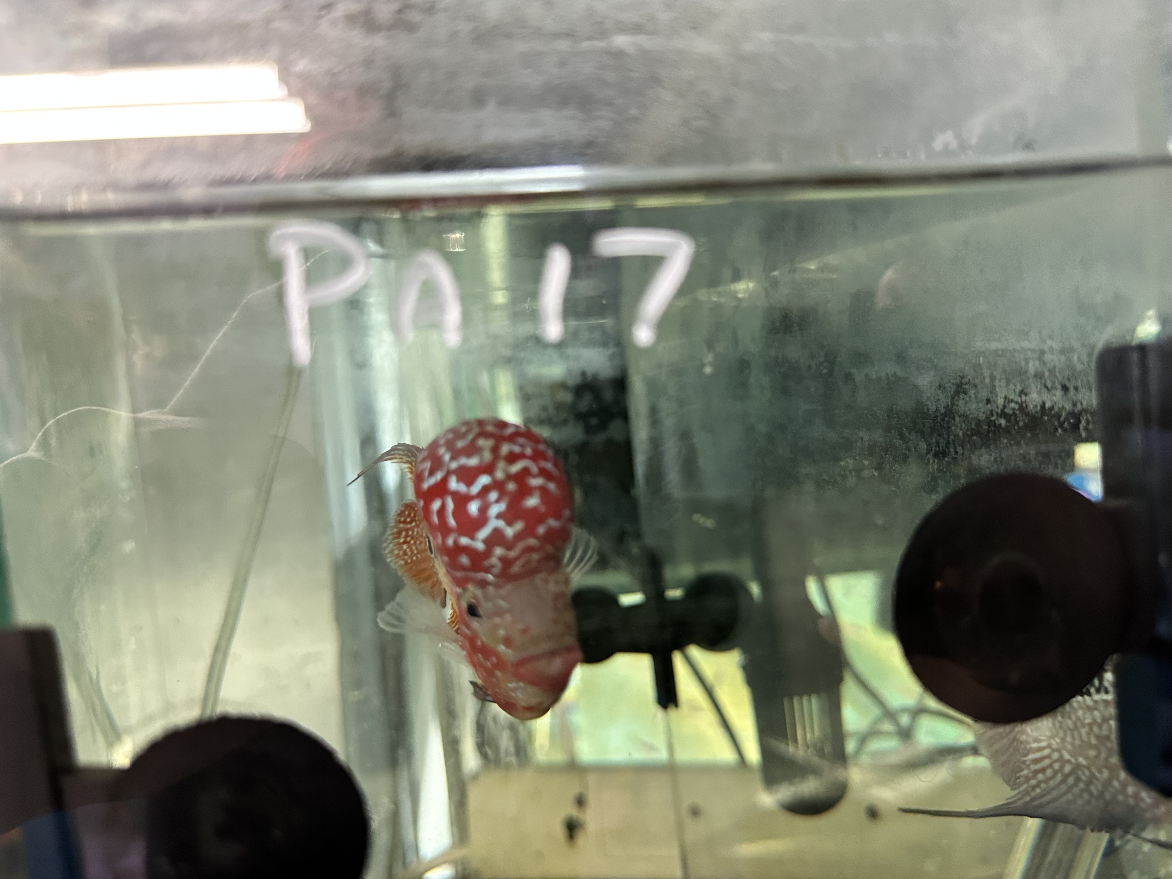 KML Flowerhorn PA17 Pet Zone Tropical Fish San Diego, California