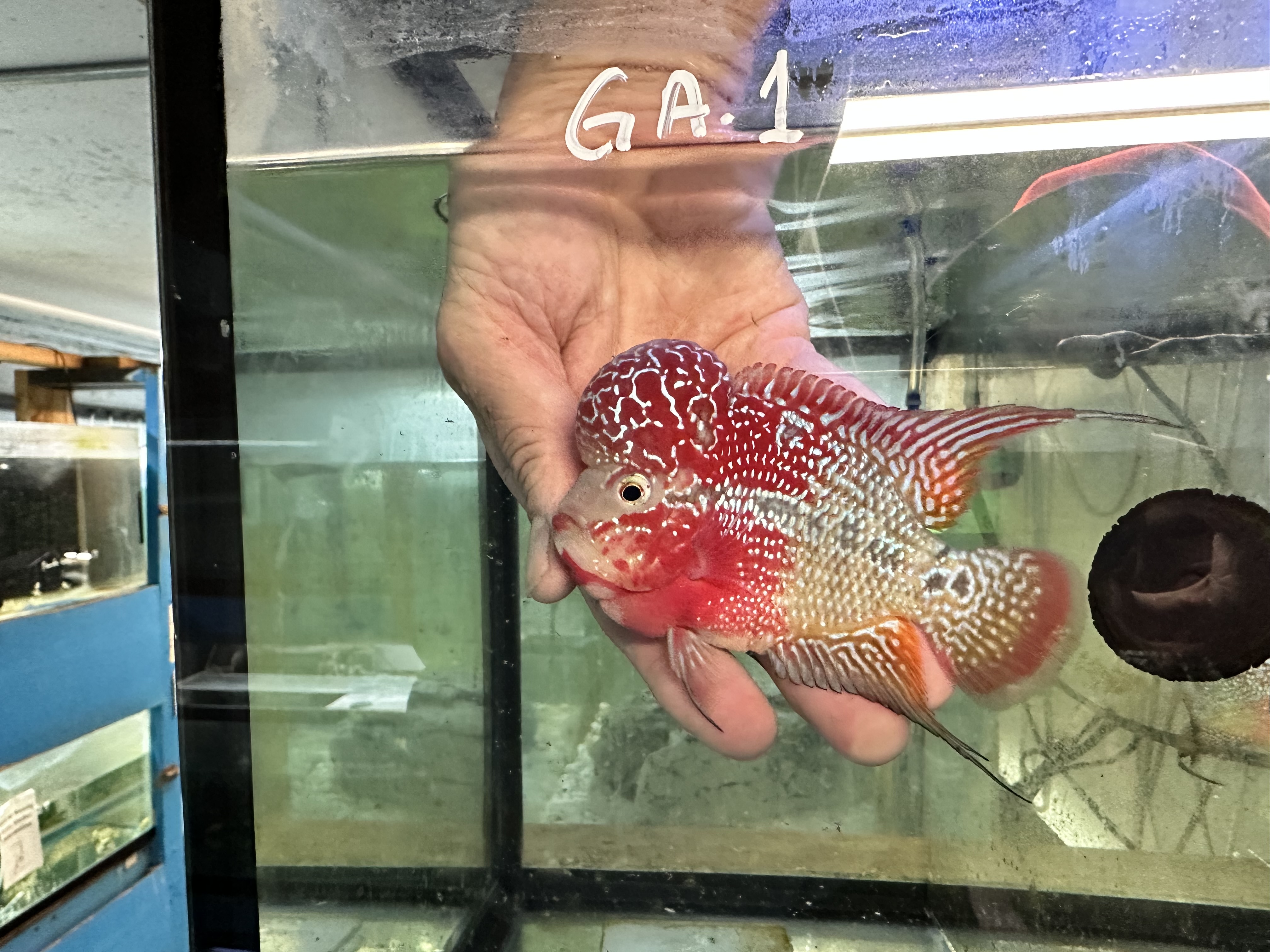 ✨ fish✨ Lemon_Blue_Eye_L144_Short_Fin_