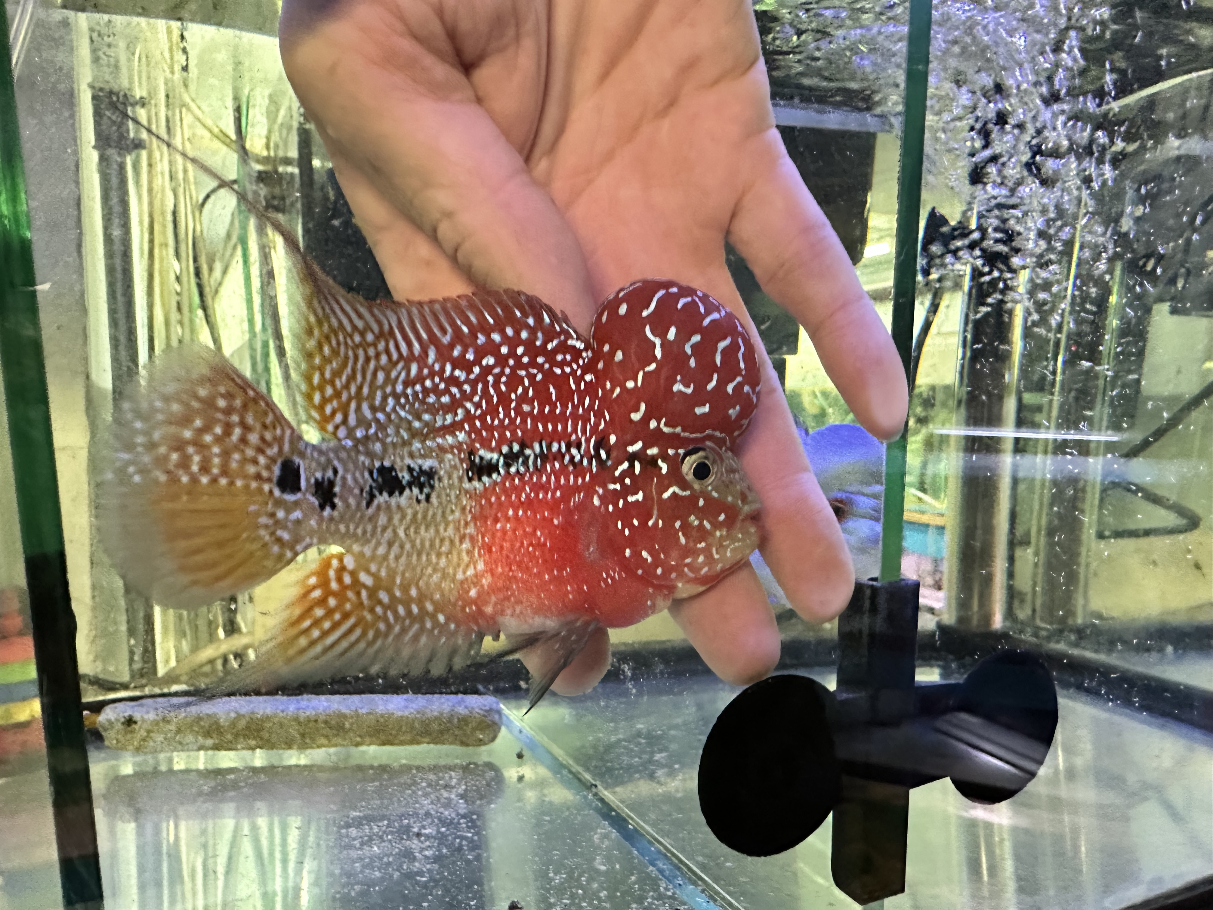 ✨ fish✨ Hybrid Cichlids: KML ZZ Flowerhorn - GA5