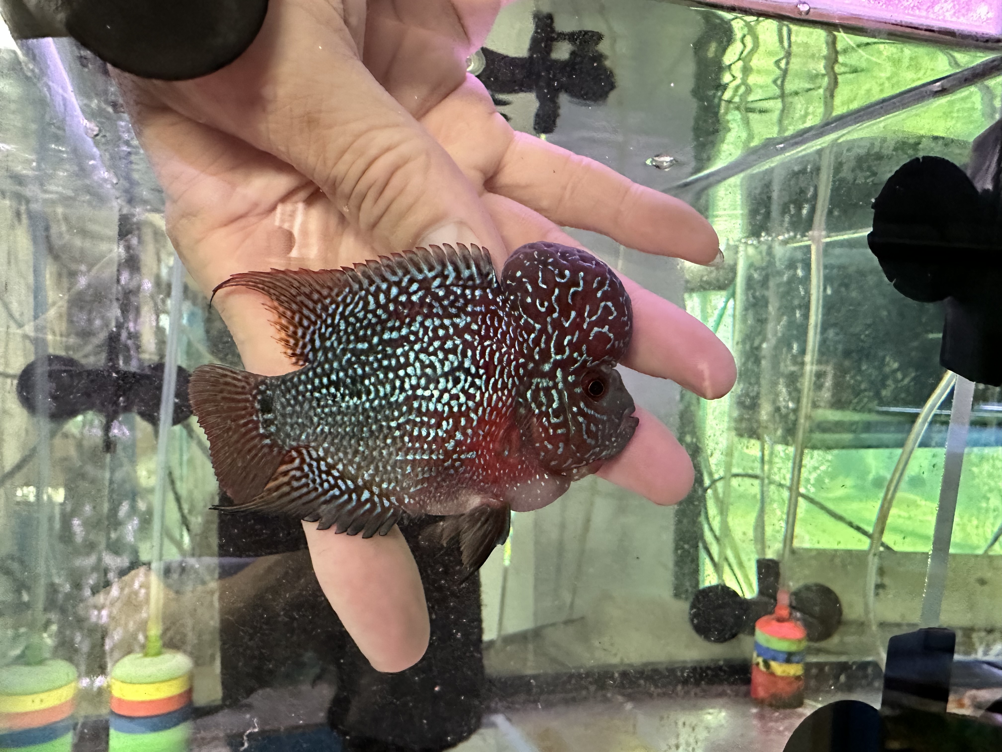 Buy ZZ/SRD Flowerhorns (4-5