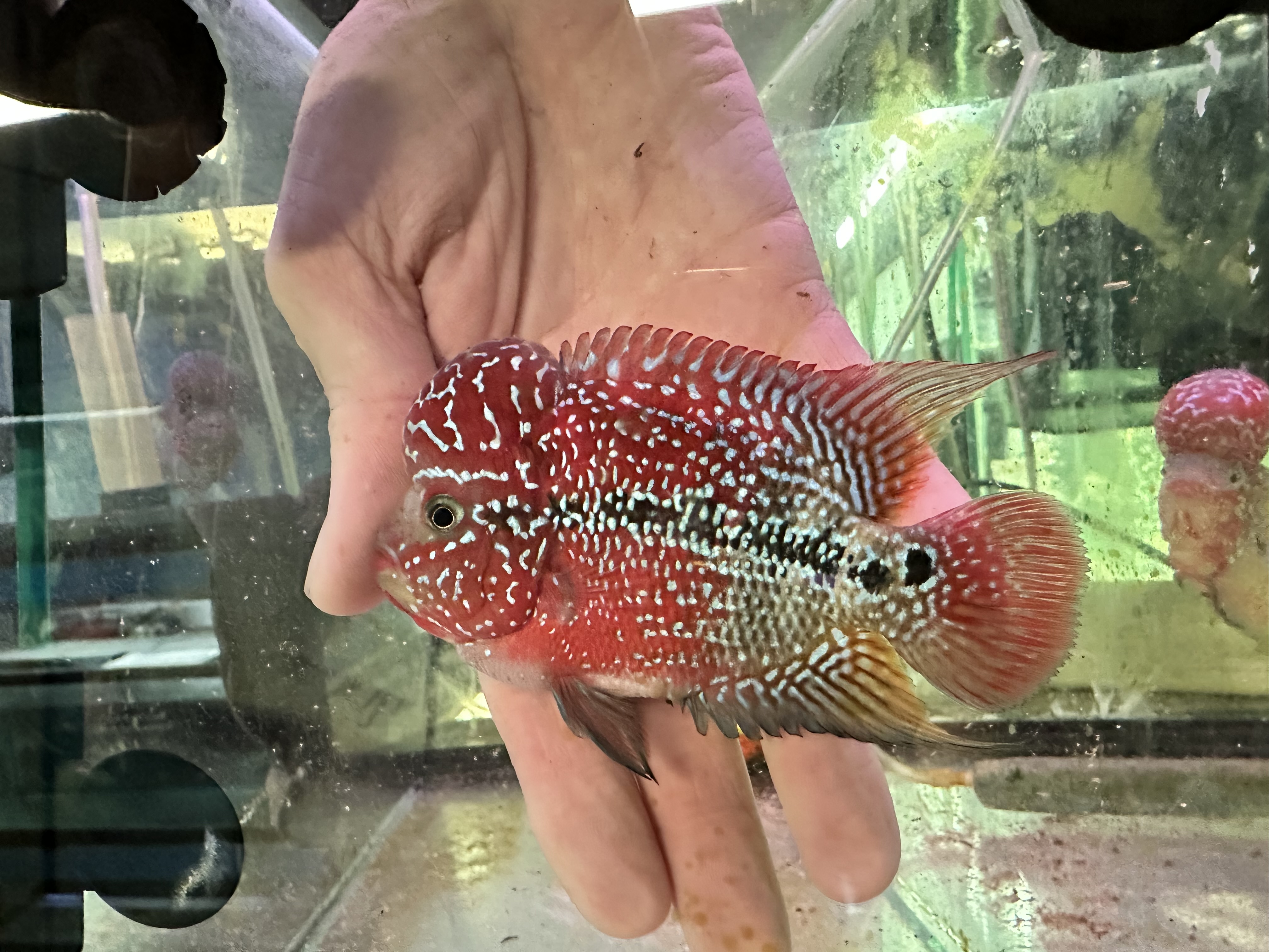Buy ZZ/SRD Flowerhorns (4-5