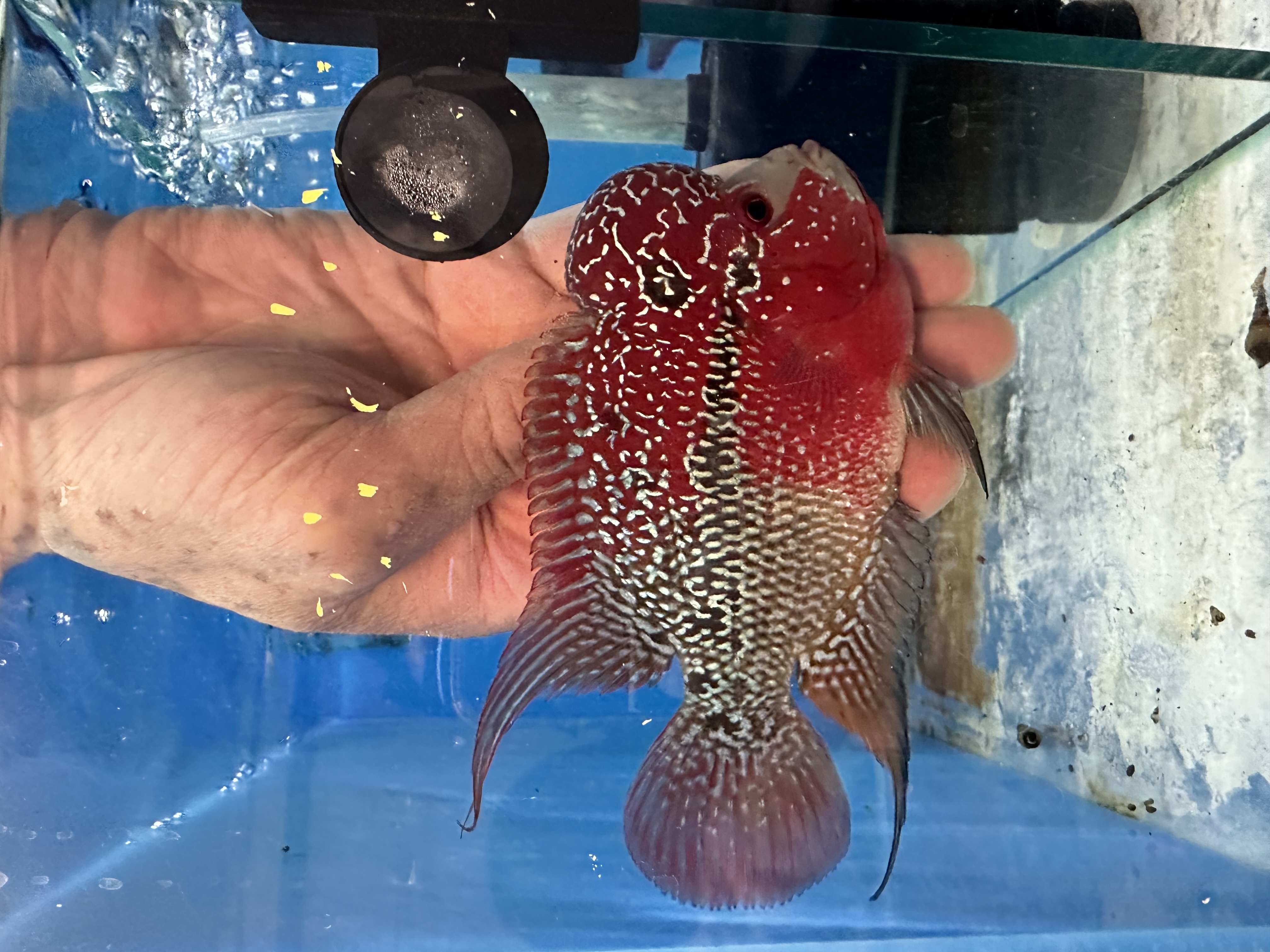 Buy ZZ/SRD Flowerhorns (4-5