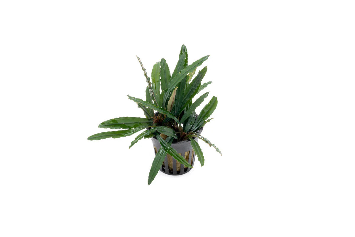 Buy Bucephalandra Green Godzilla - Unique Aquatic Plant