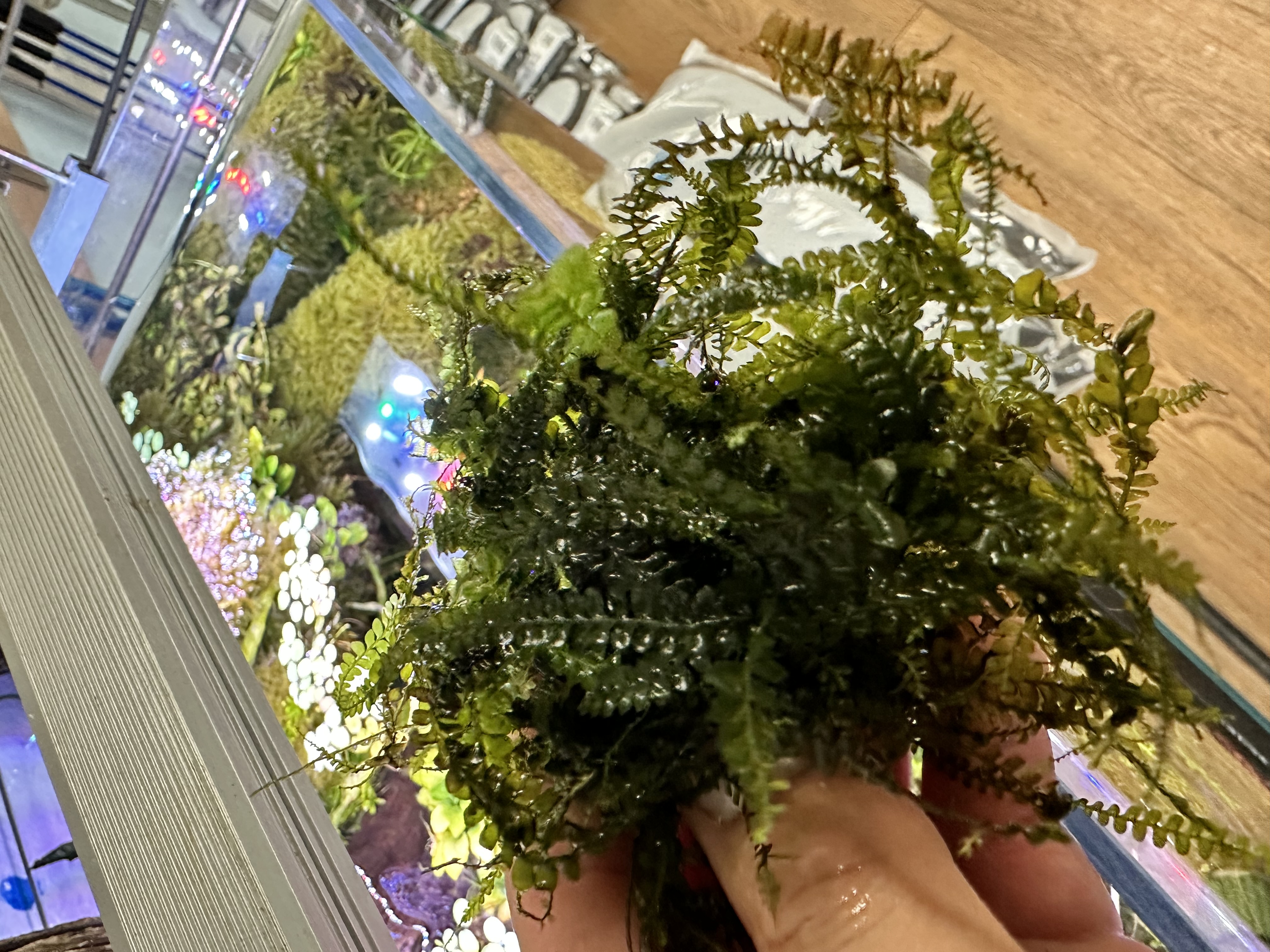 Buy Plagiochilaceae 