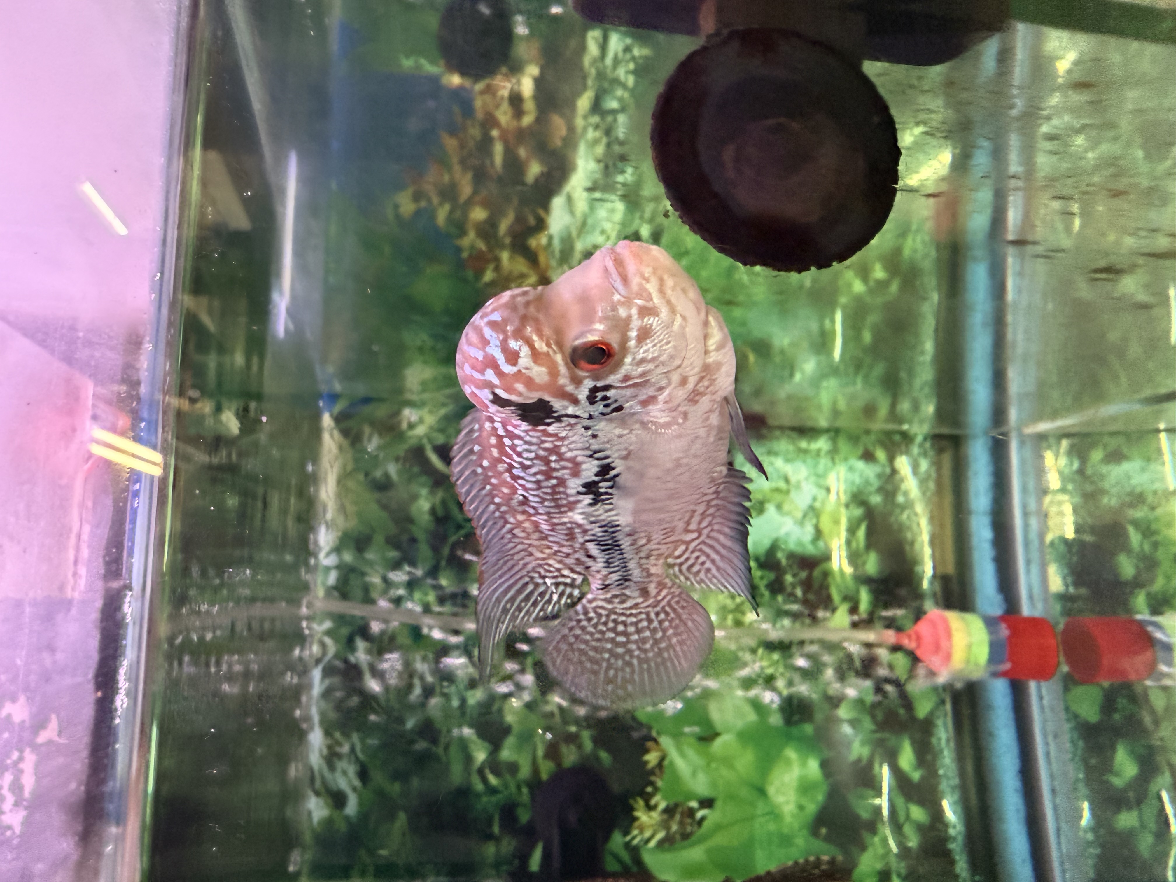 Haru＊Flower／ 05-45-MOMONOHARU-2T.jpg