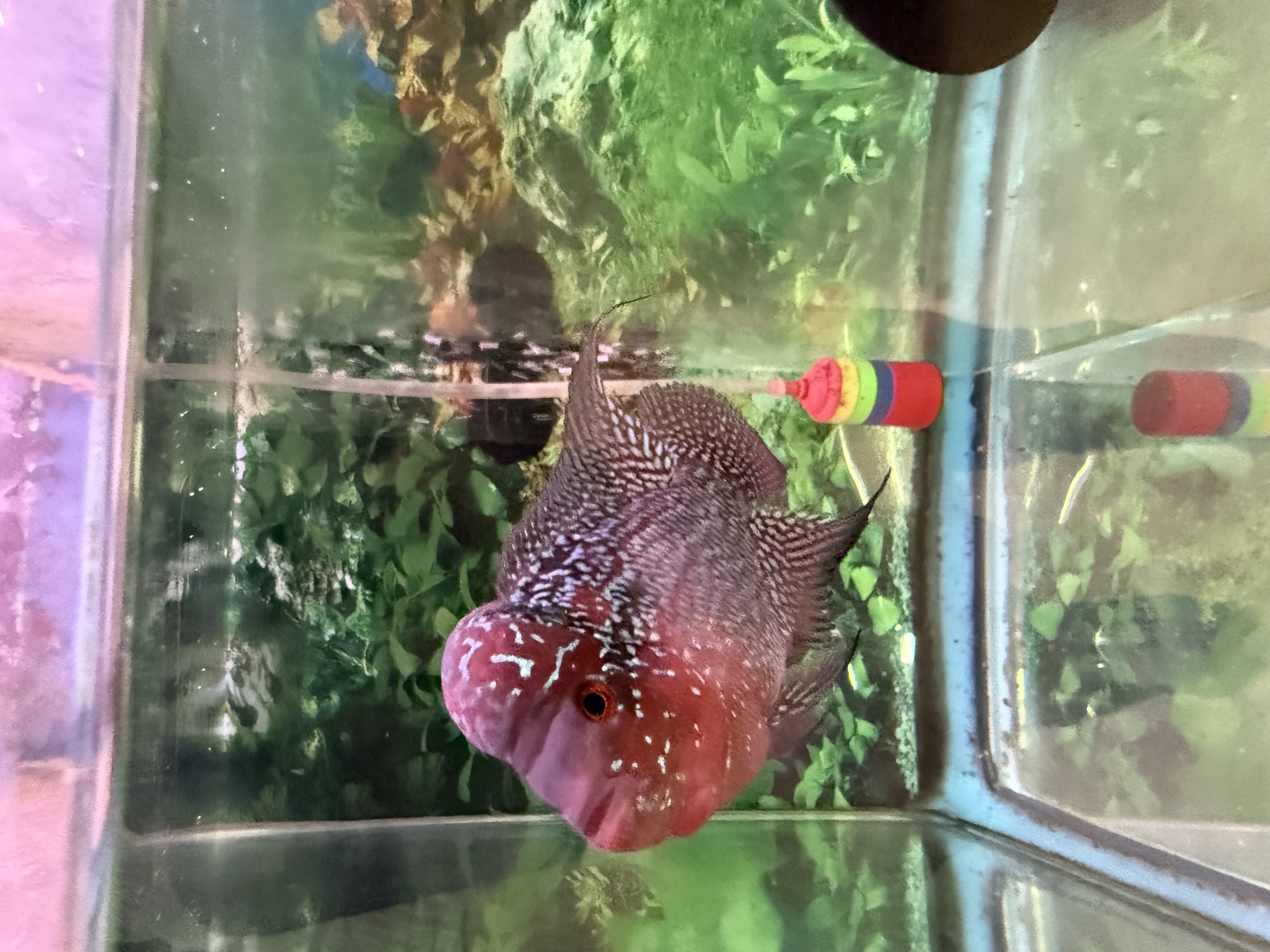 Zhen Zhou Flowerhorn MC90 - Pet Zone Tropical Fish - San Diego