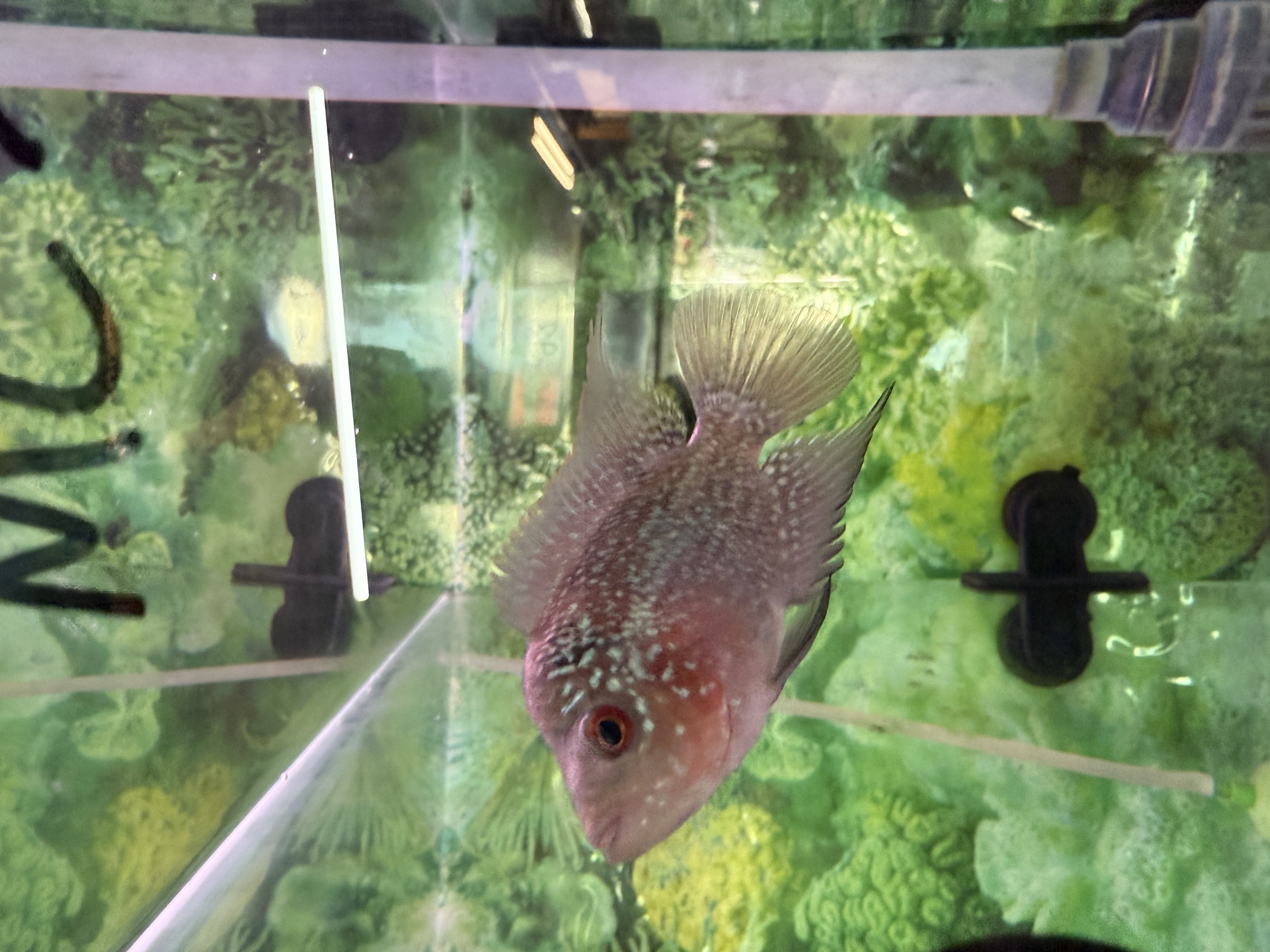 ✨ fish✨ Hybrid Cichids: SRD ZZ Flowerhorn - PA8