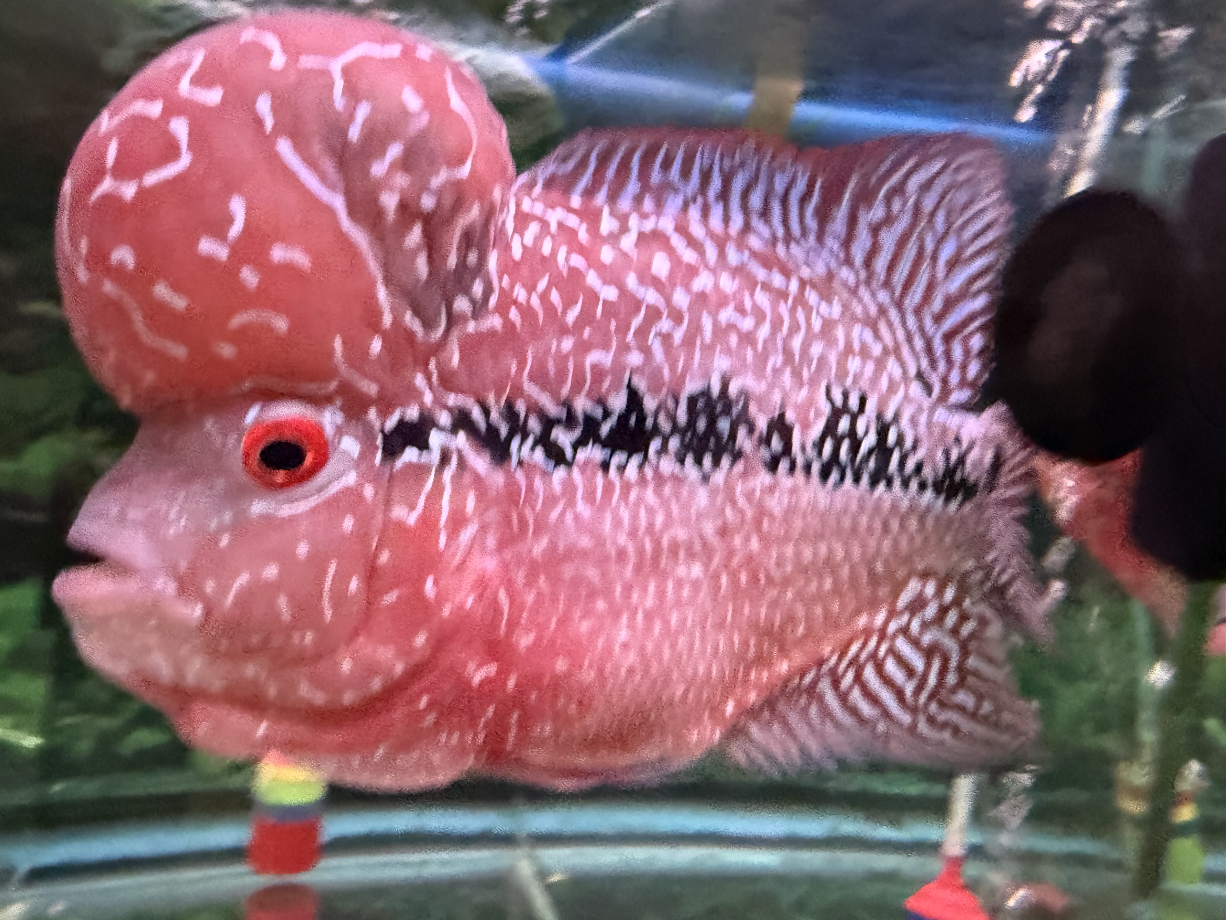 プランク・ローズ・ドラゴン ブラック・ローズ・ドラゴン(25thレア) | クォーター