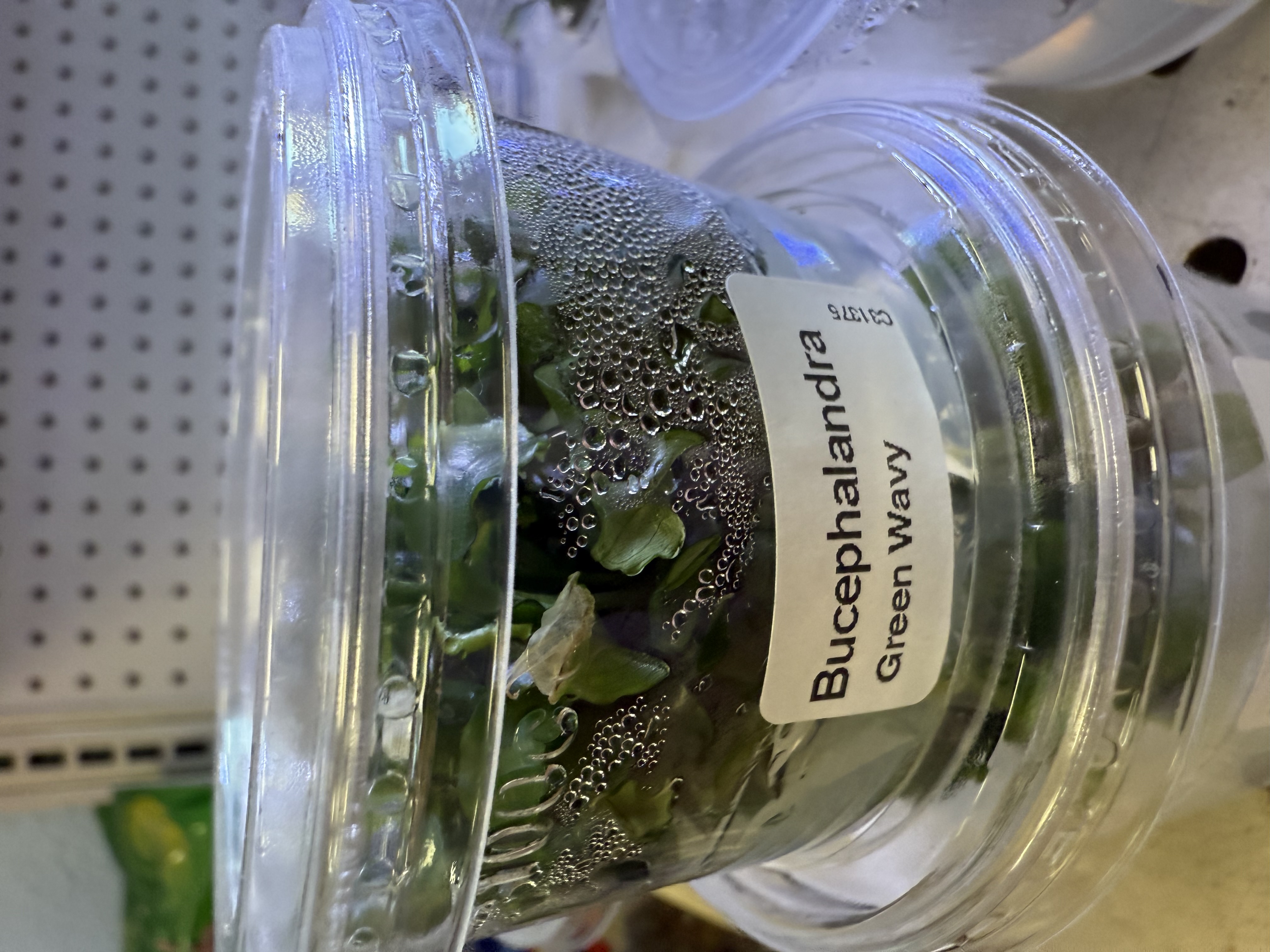 Bucephalandra Wavy Green Tissue Culture – Unique Freshwater