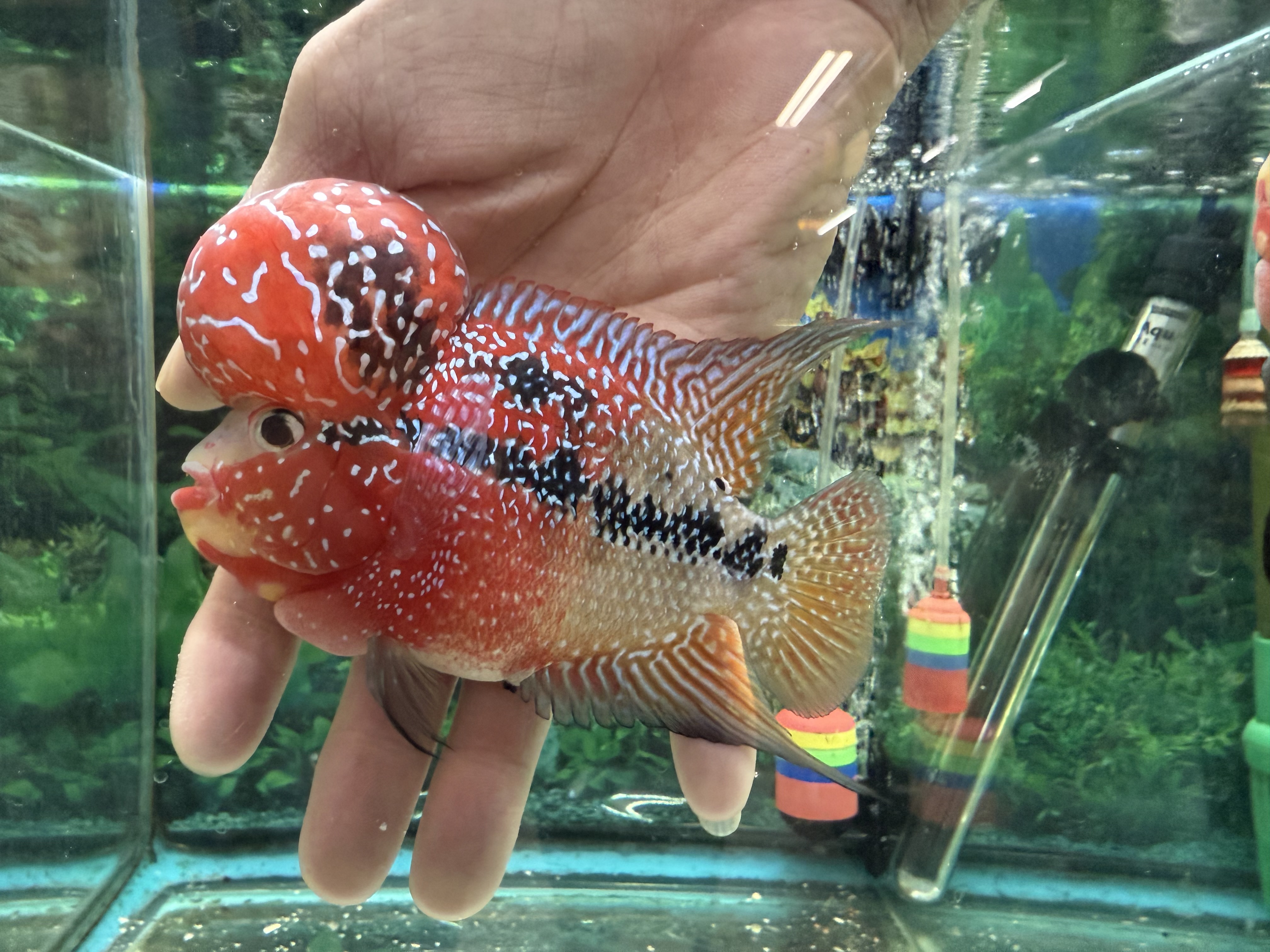 Hybrid Cichlids: ZZ SRD Flowerhorn - OP7