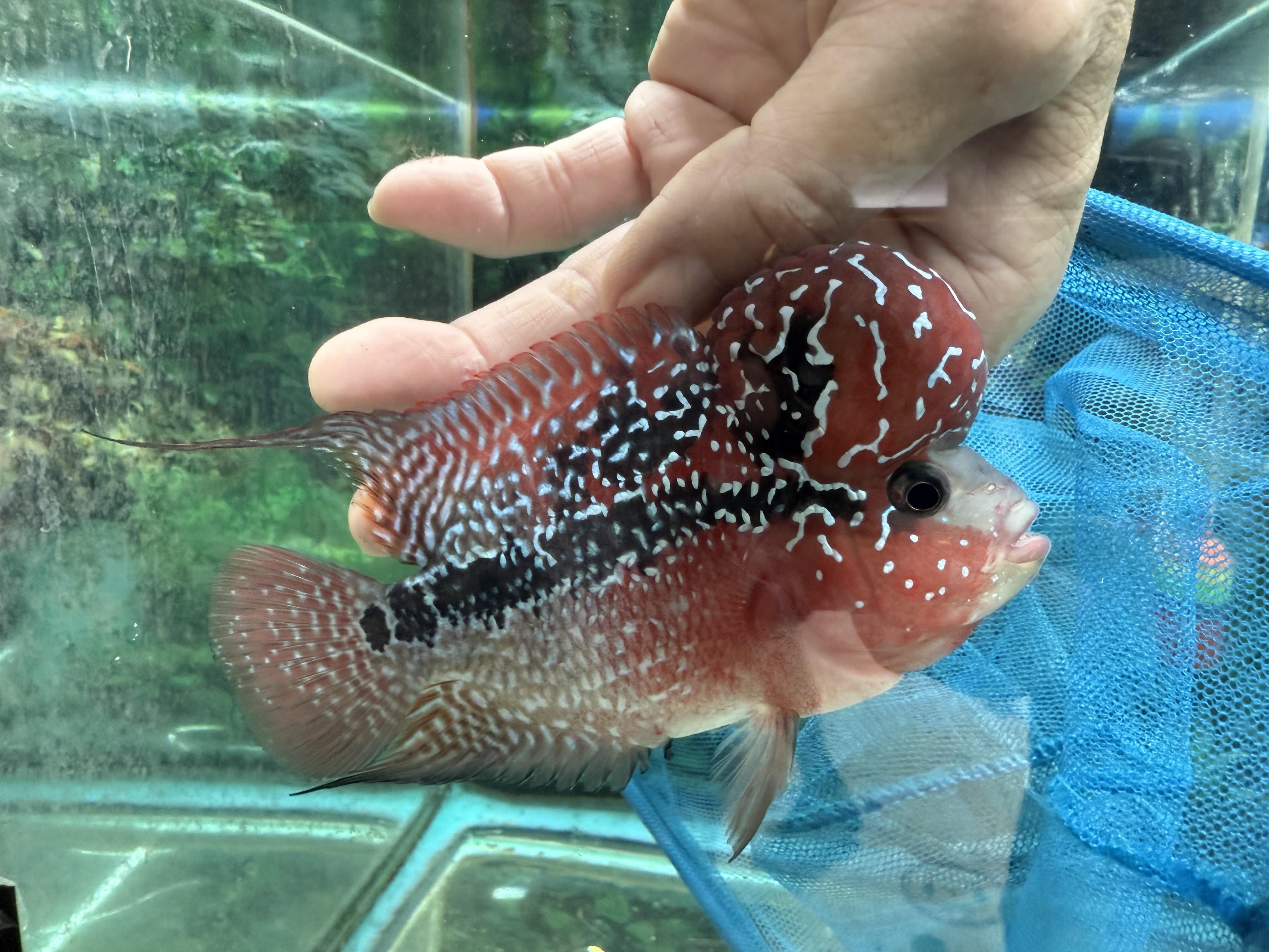 Hybrid Cichlids: SRD ZZ Flowerhorn