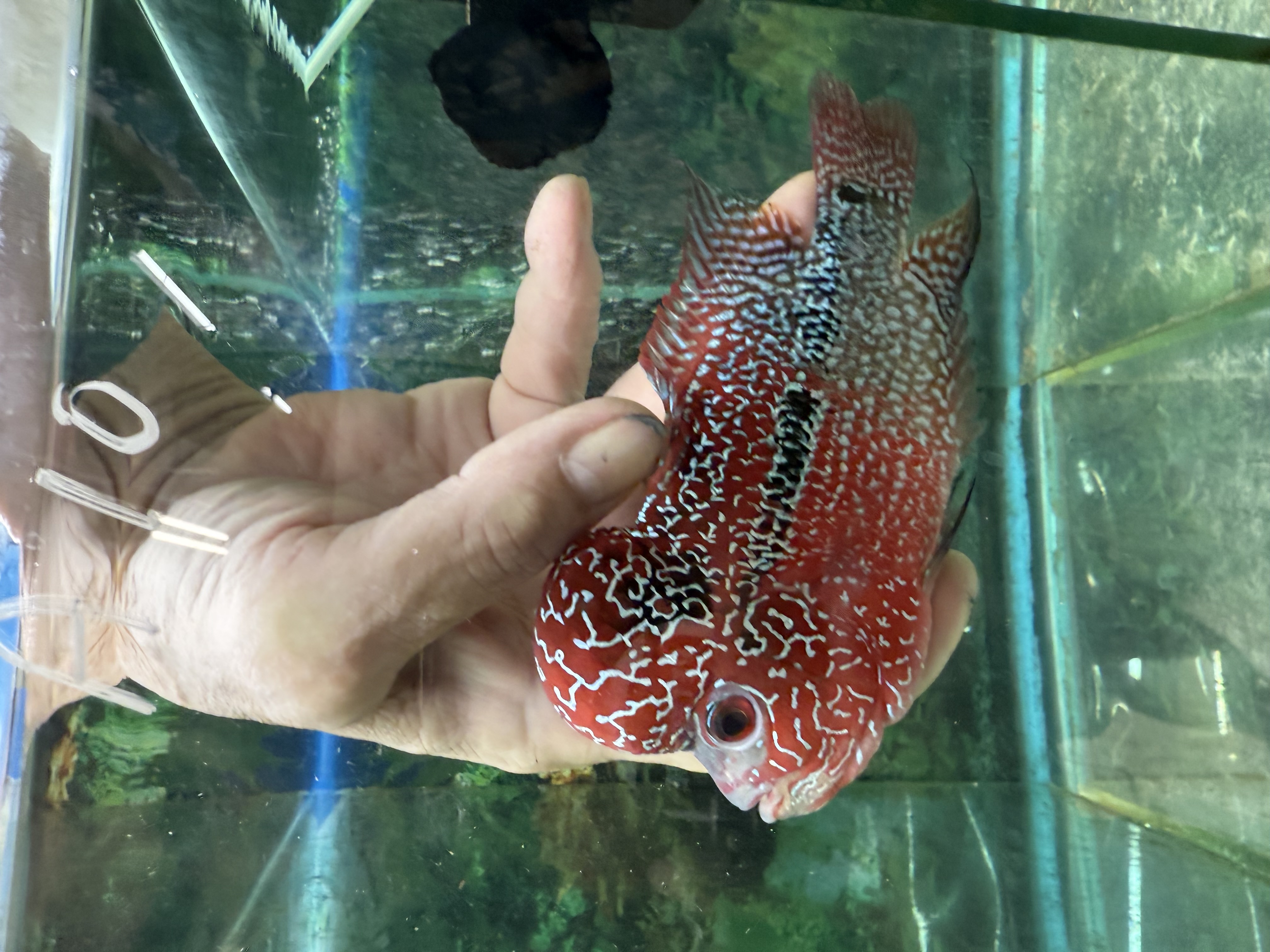 Hybrid Cichlids: SRD ZZ Flowerhorn