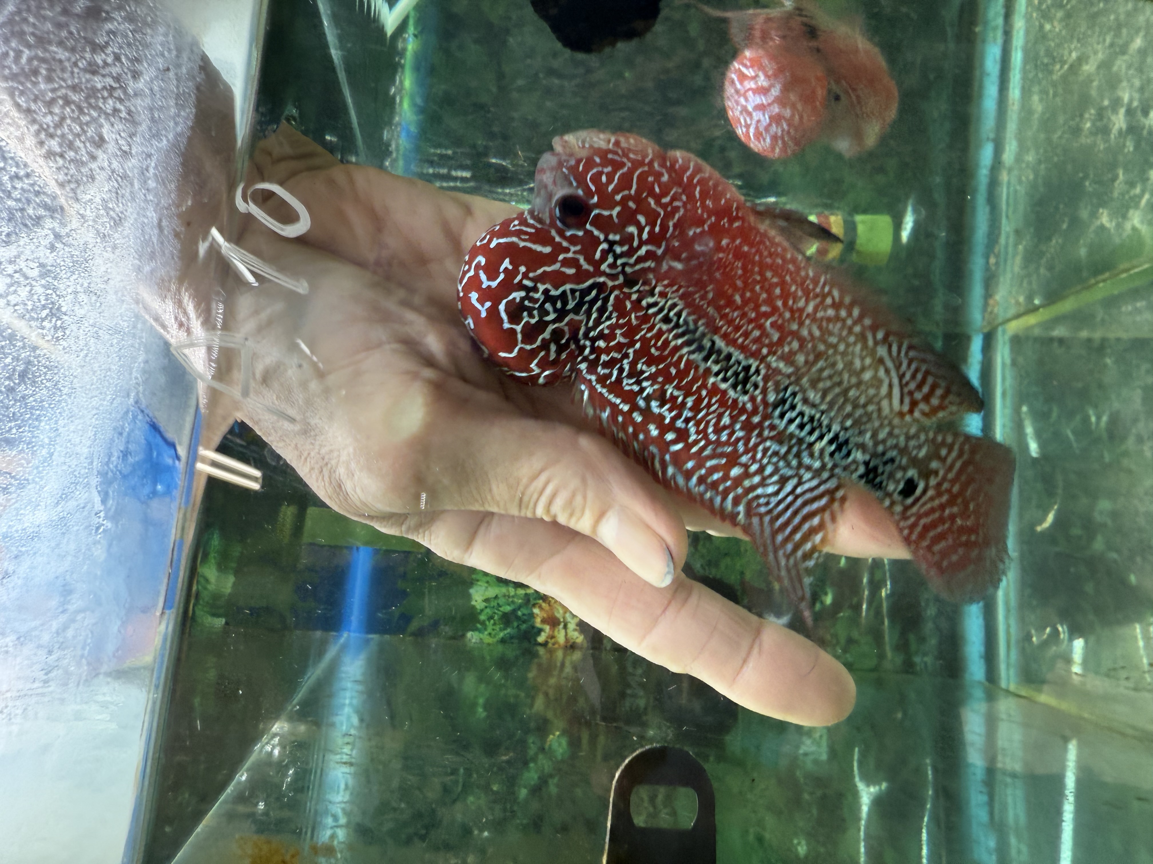 HEAD Wild Thang 156cm、チロリア RFD11 他 Buy ZZ/SRD Flowerhorns (4-5