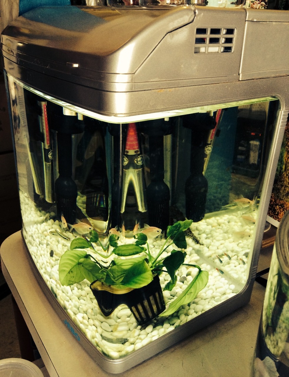 Micro Curved Glass Aquarium - 5 Gallon - Nano Tank! - Pet Zone