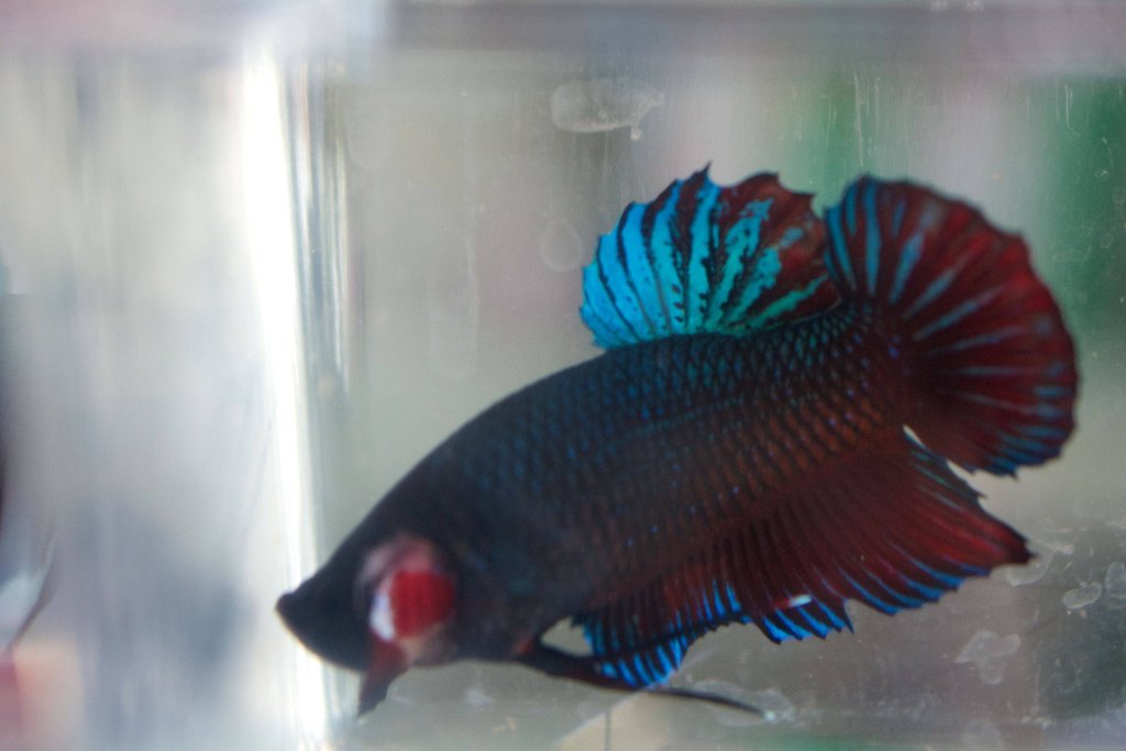 giant plakat betta fish for sale