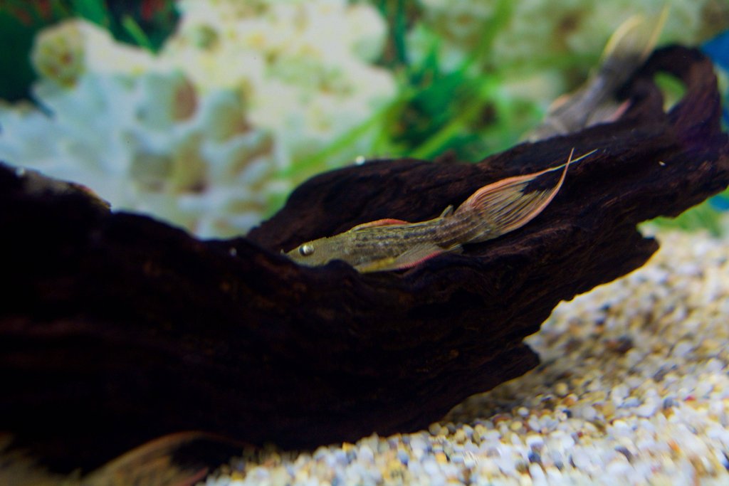 Freshwater Tropical Fish: L024 Red Fin Cactus Pleco