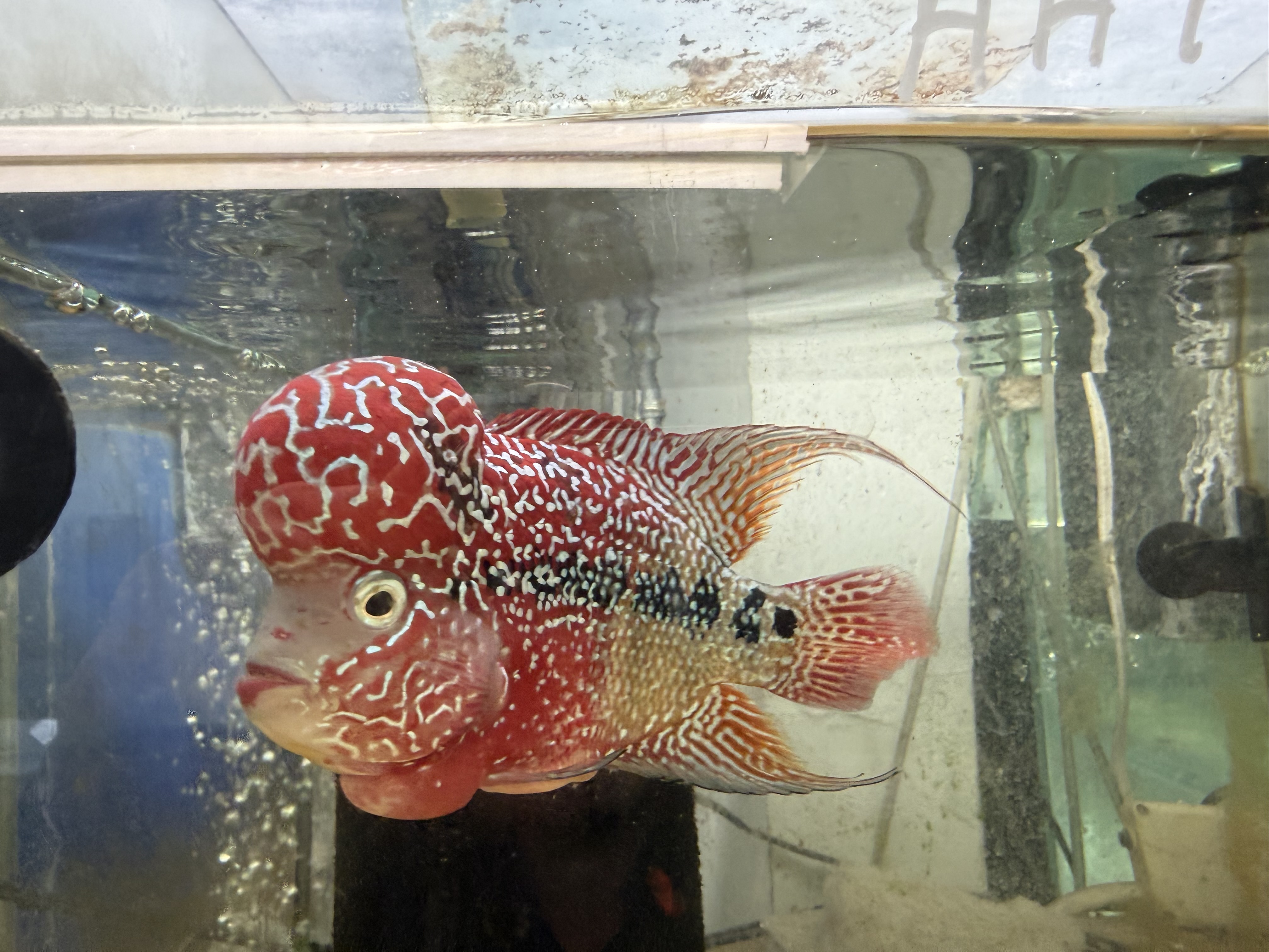 Hybrid Cichlids: Super Red Dragon Zhen Zhu Flowerhorn - AA17