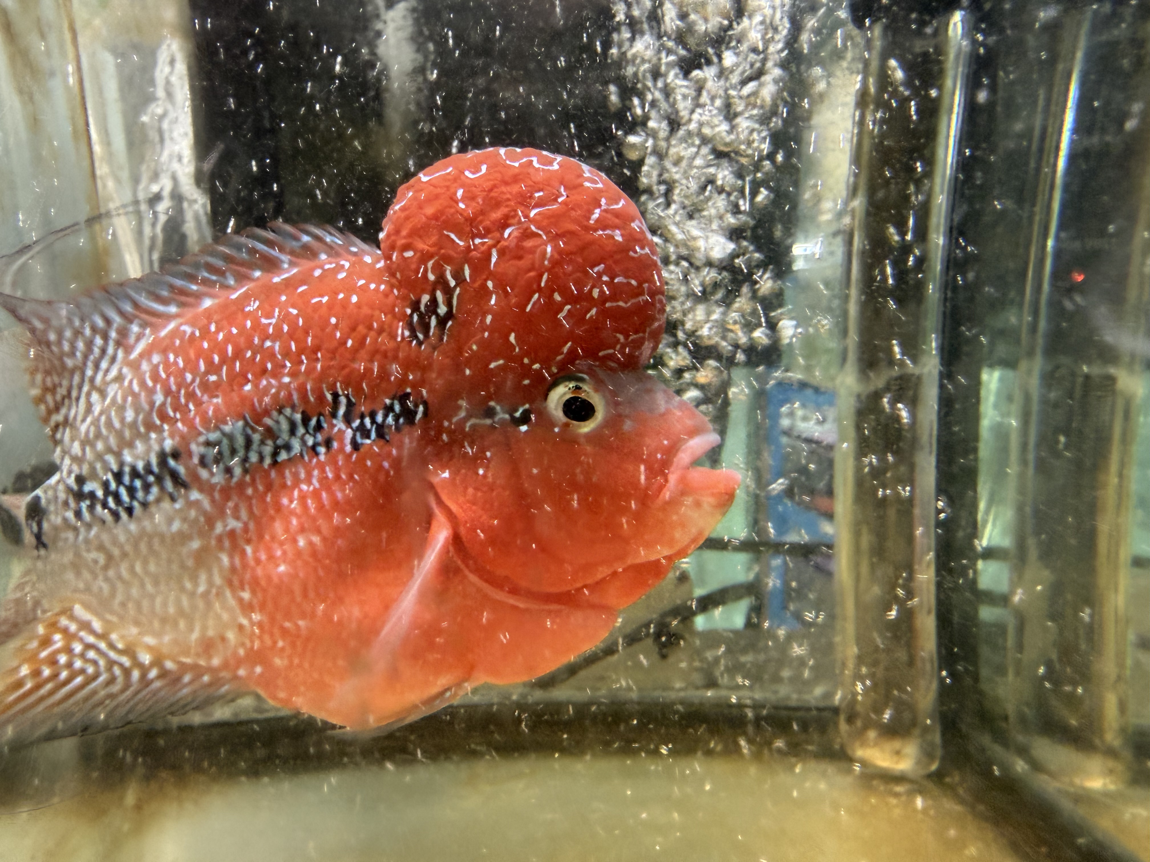 Hybrid Cichlids: Super Red Dragon Zhen Zhu Flowerhorn - AA19