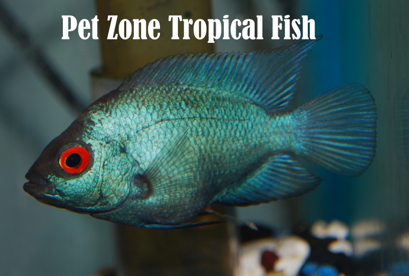 Crossbreed Cichlid Thai Silk Flowerhorn Fry For Sale