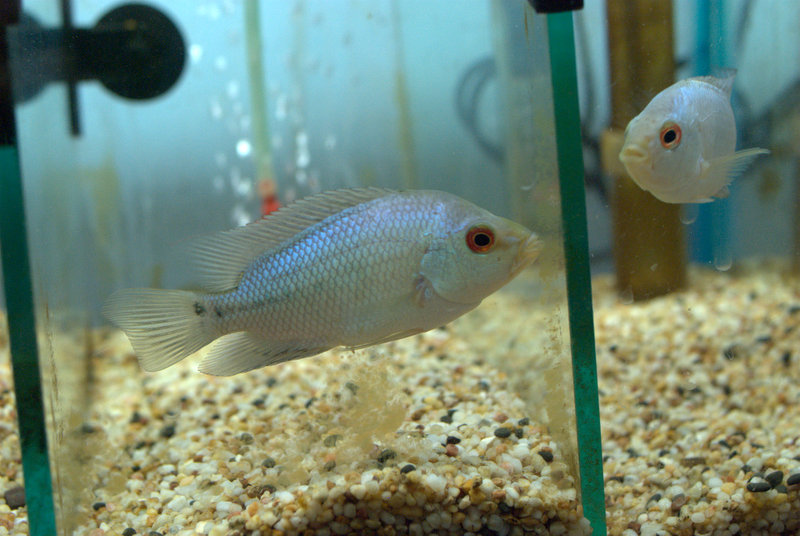 Crossbreed Cichlid Thai Silk Flowerhorn Fry For Sale