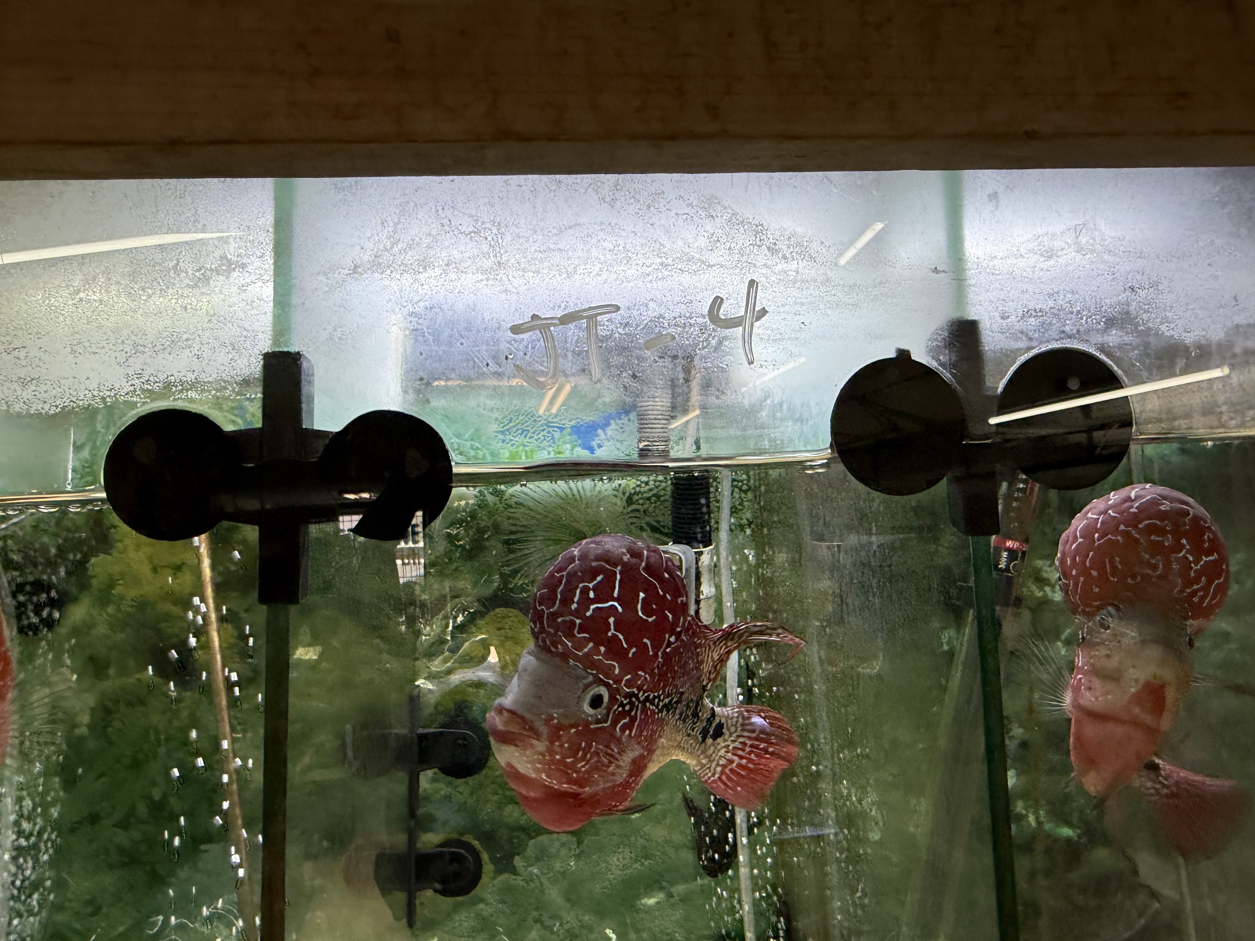 ZZ SRD Flowerhorn Cichlid 4–5” | Vibrant Flowerhorns for Sale
