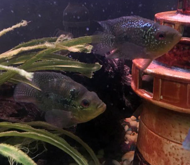 Hybrid Cichlids For Sale Kirin Parrot Killin Bonsai Flowerhorn Cichlid