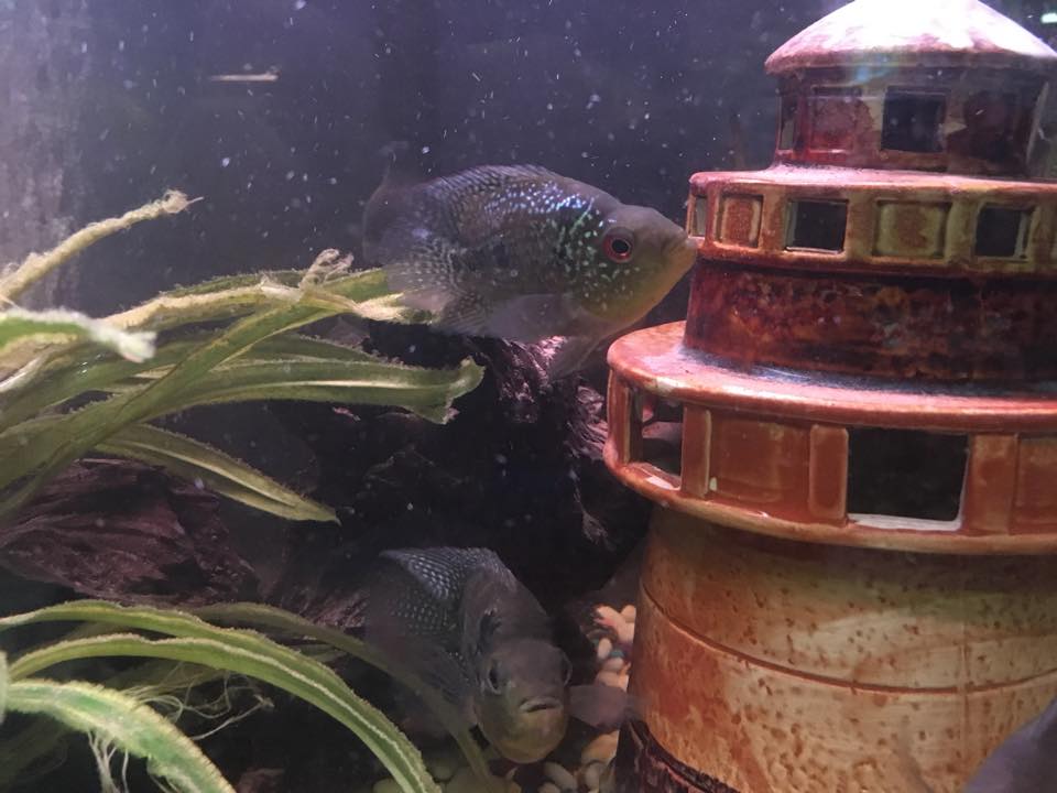 Hybrid Cichlids For Sale Kirin Parrot Killin Bonsai Flowerhorn Cichlid