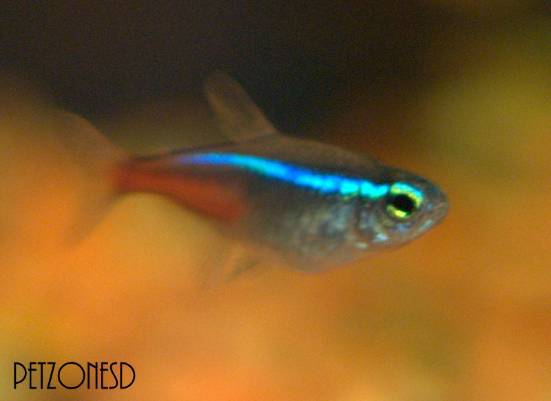 Freshwater Tropical Fish: Neon Tetra - Paracheirodon innesi