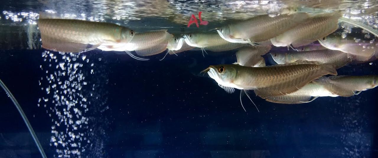 Silver Arowana: Silver Arowana (Osteoglossum bicirrhosum ...