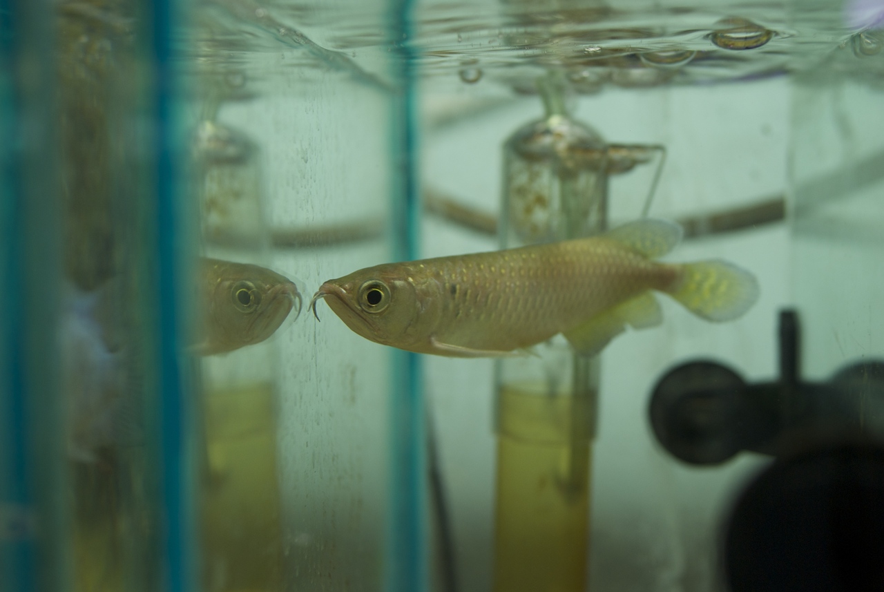 Jardini Arowana: Australian Pearl Arowana (Scleropages ...