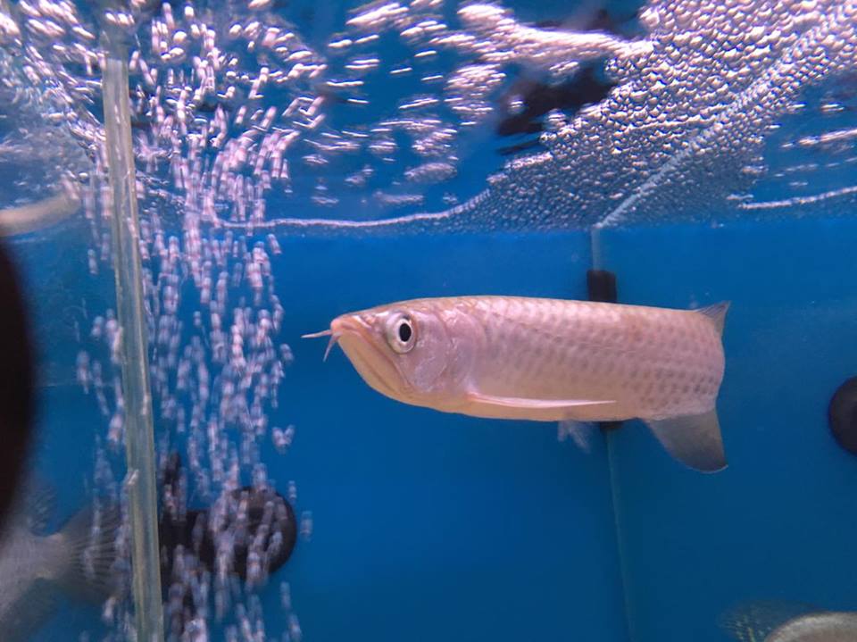 Jardini Arowana: Australian Pearl Arowana (Scleropages ...