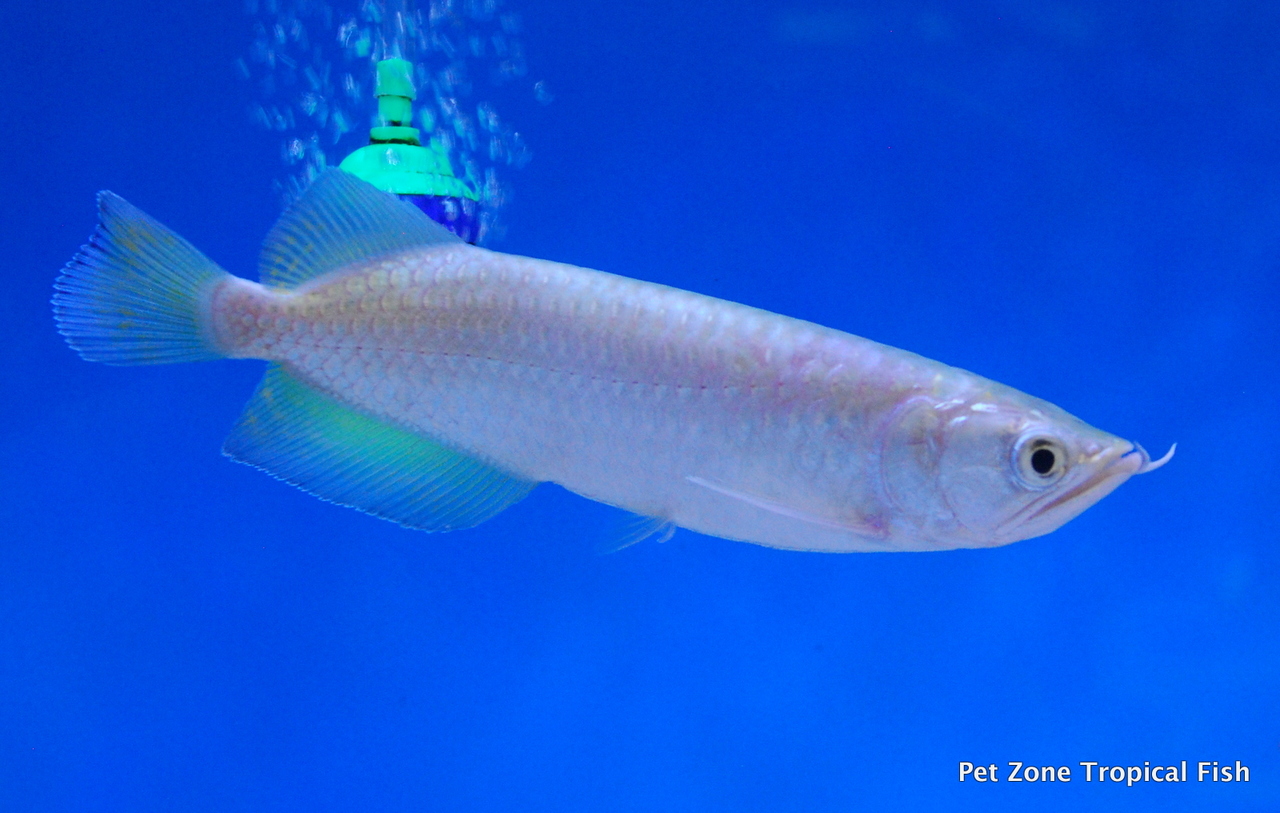 green pearl arowana