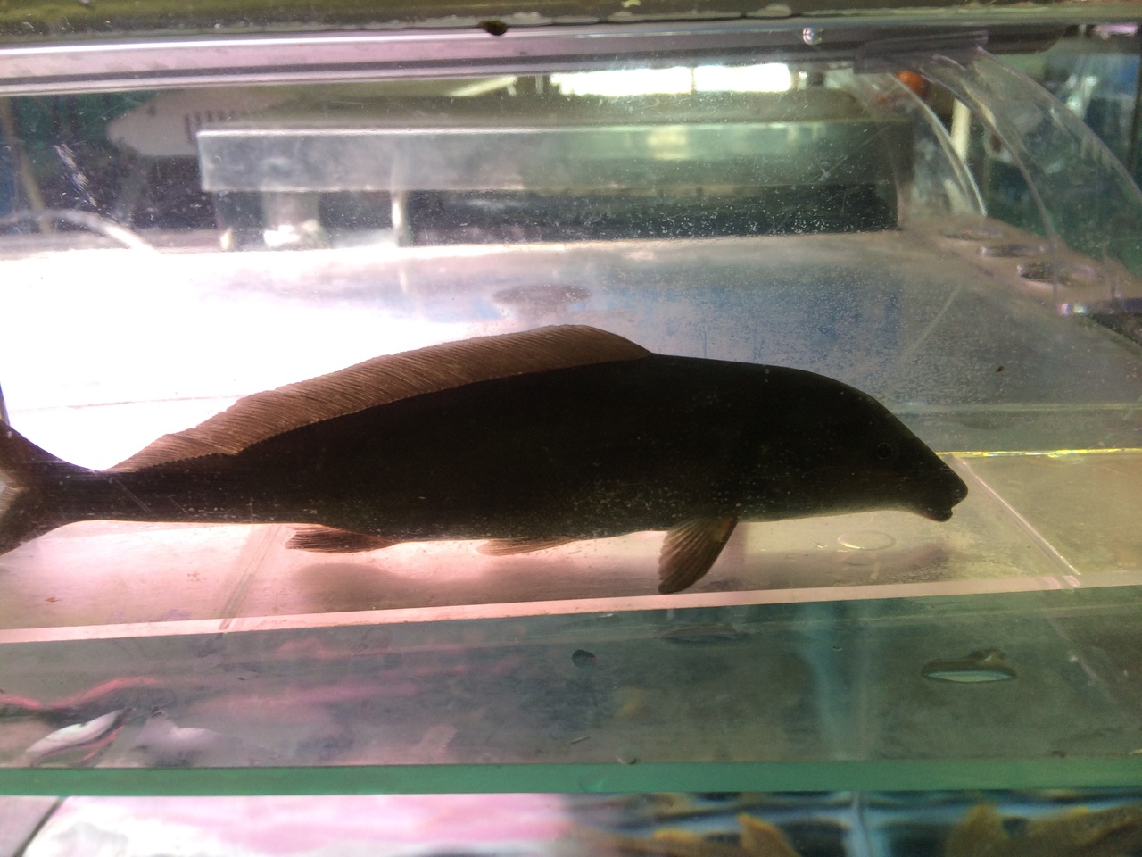 Freshwater Tropical Fish: Dolphin Fish 