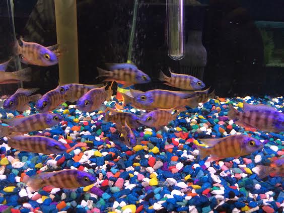 Taiwan Reef Cichlid - Protomelas sp. 'Steveni Taiwan ...