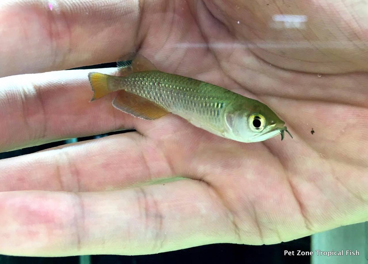 Freshwater Predator Tropical Fish: Jardini Arowana Fry