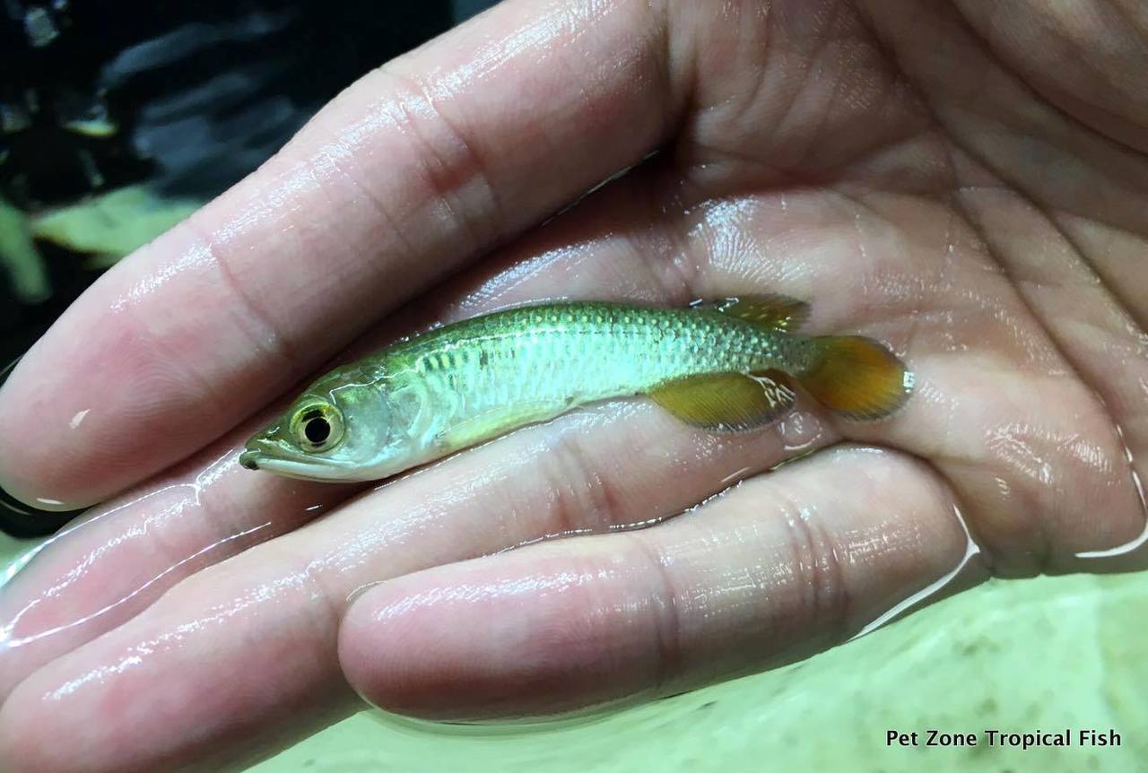 Freshwater Predator Tropical Fish: Jardini Arowana Fry