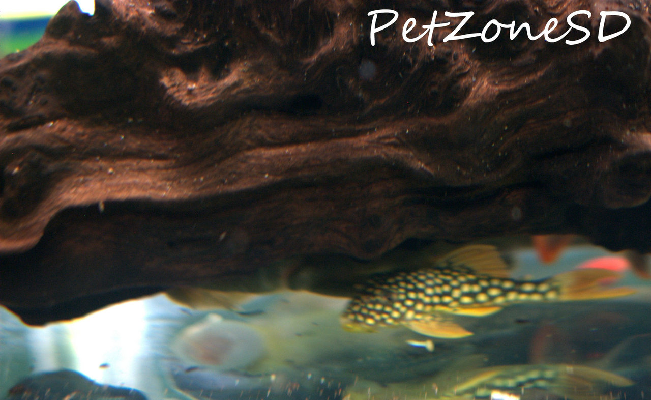 Freshwater Tropical Fish: L014 Sunshine Pleco