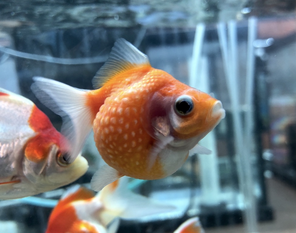 pearlscale goldfish for sale