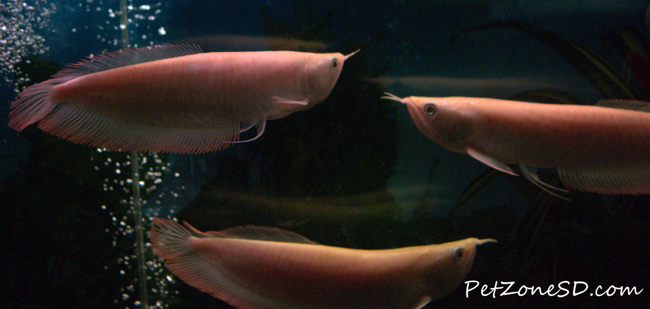 Carnivorous Tropical Fish: Albino Silver Arowana
