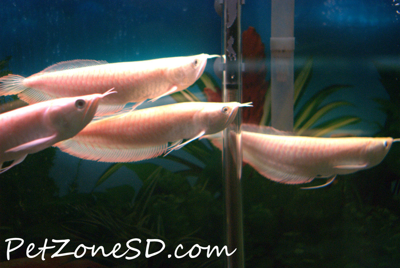 Carnivorous Tropical Fish: Albino Silver Arowana