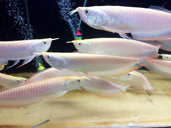 Carnivorous Tropical Fish: Albino Silver Arowana