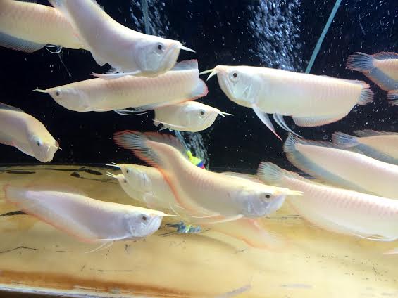 Carnivorous Tropical Fish: Albino Silver Arowana