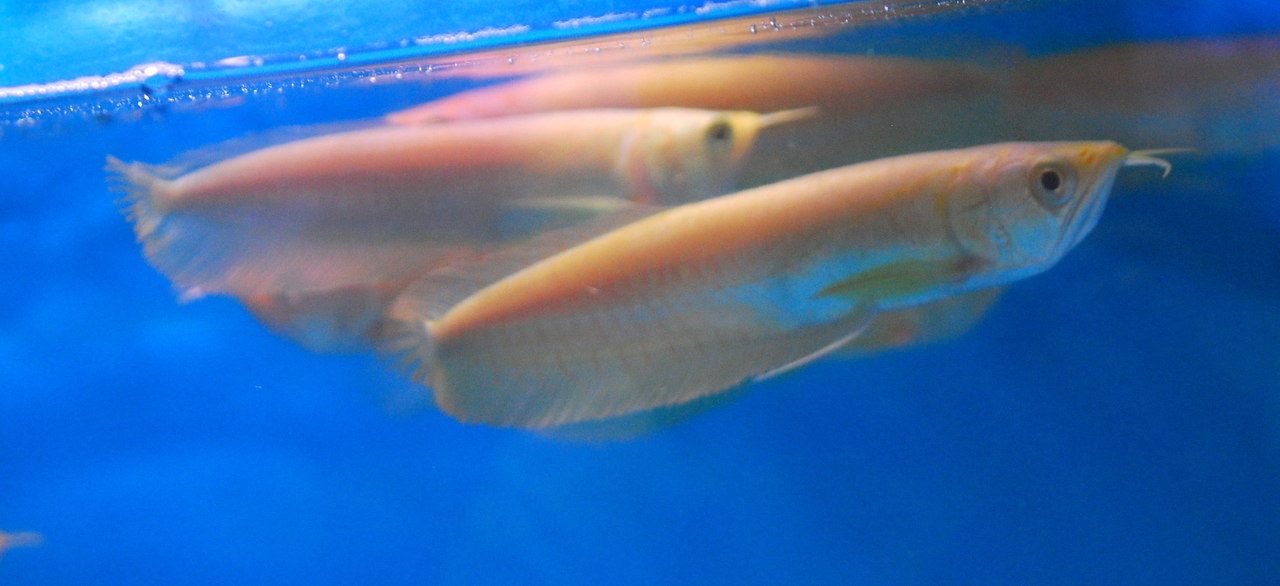 Carnivorous Tropical Fish: Albino Silver Arowana